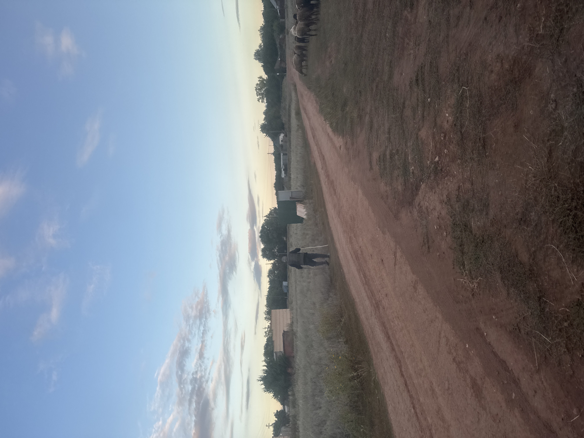 An elderly man, dressed in a dark jacket and pants, walks along a dirt road with a walking stick. He is in the middle of the frame, moving away from the viewer. To his left, tall dry grass and scattered bushes border the road. In the background, there are several buildings with various roofing materials, including what appears to be stacked lumber. Trees form a dense line behind the buildings. To the right of the road, a flock of sheep grazes in a grassy field. The sky above is a pale blue with scattered white clouds. The overall scene suggests a rural or semi-rural setting, likely in the village of Vasilyevka, Russia, during the late afternoon or early evening.
