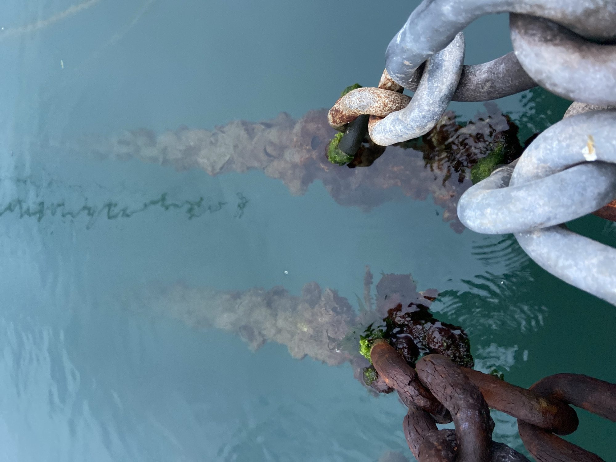 The image shows two chains, one gray and one rusty brown, partially submerged in the turquoise water in Budva, Montenegro. The chains are covered with some green algae near the water's surface. Extending from the chains into the water, the submerged portion of the chain is visible, covered with algae and sediment. The water is relatively clear, allowing visibility of the submerged chain. The environment suggests a harbor or marina setting, with the chains likely being part of mooring or docking infrastructure.