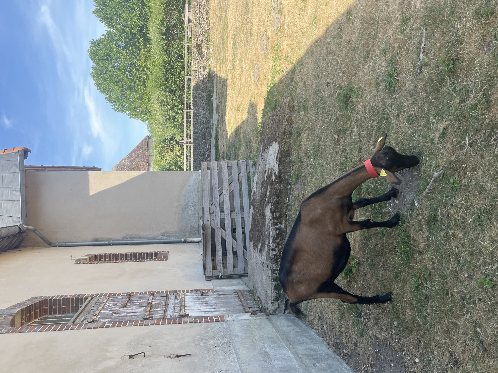 A brown and black goat with a red collar and yellow tag is grazing in a dry, grassy yard next to a light-colored building. The building has a rustic wooden door with arched brick detailing and a small rectangular window. A wooden gate or fence is visible behind the goat. In the background, there is a stone wall and lush green trees under a bright blue sky with sparse white clouds. The scene appears to be outdoors on a sunny day. It is unknown if this location is in Rambouillet, France.