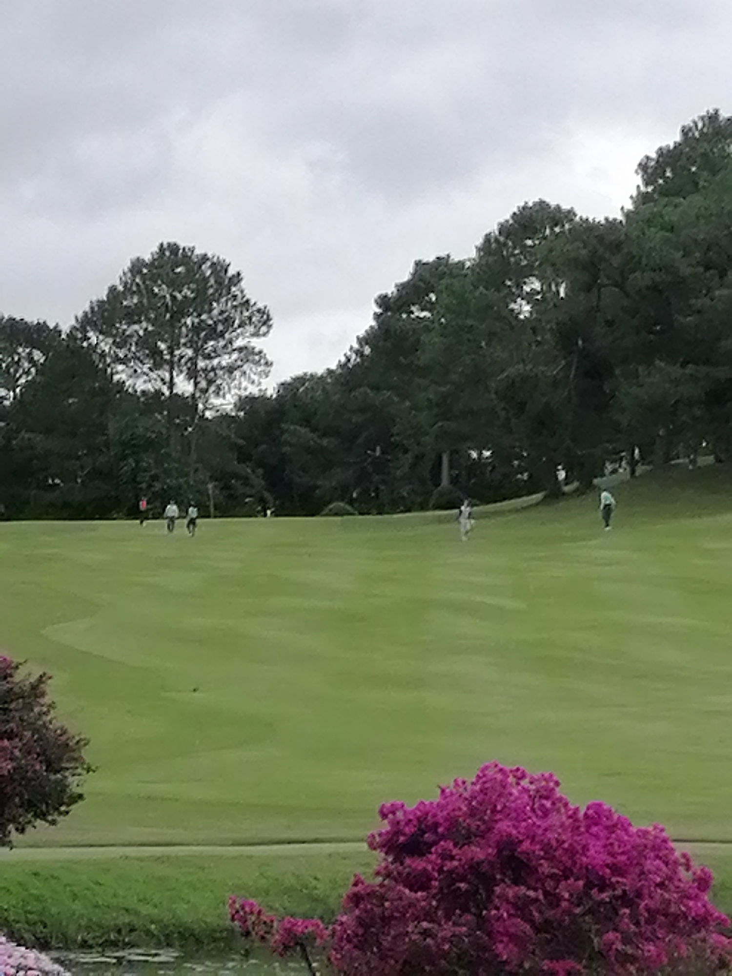The photograph shows a golf course under a cloudy sky. The course is a vibrant green and slopes gently upward towards a line of trees in the background. Several individuals are dispersed across the course, some walking and some appearing to be playing golf. In the foreground, a lush bush with bright pink flowers adds a splash of color to the scene. Based on the visual cues, I can not identify the exact location in Da Lat, Vietnam.