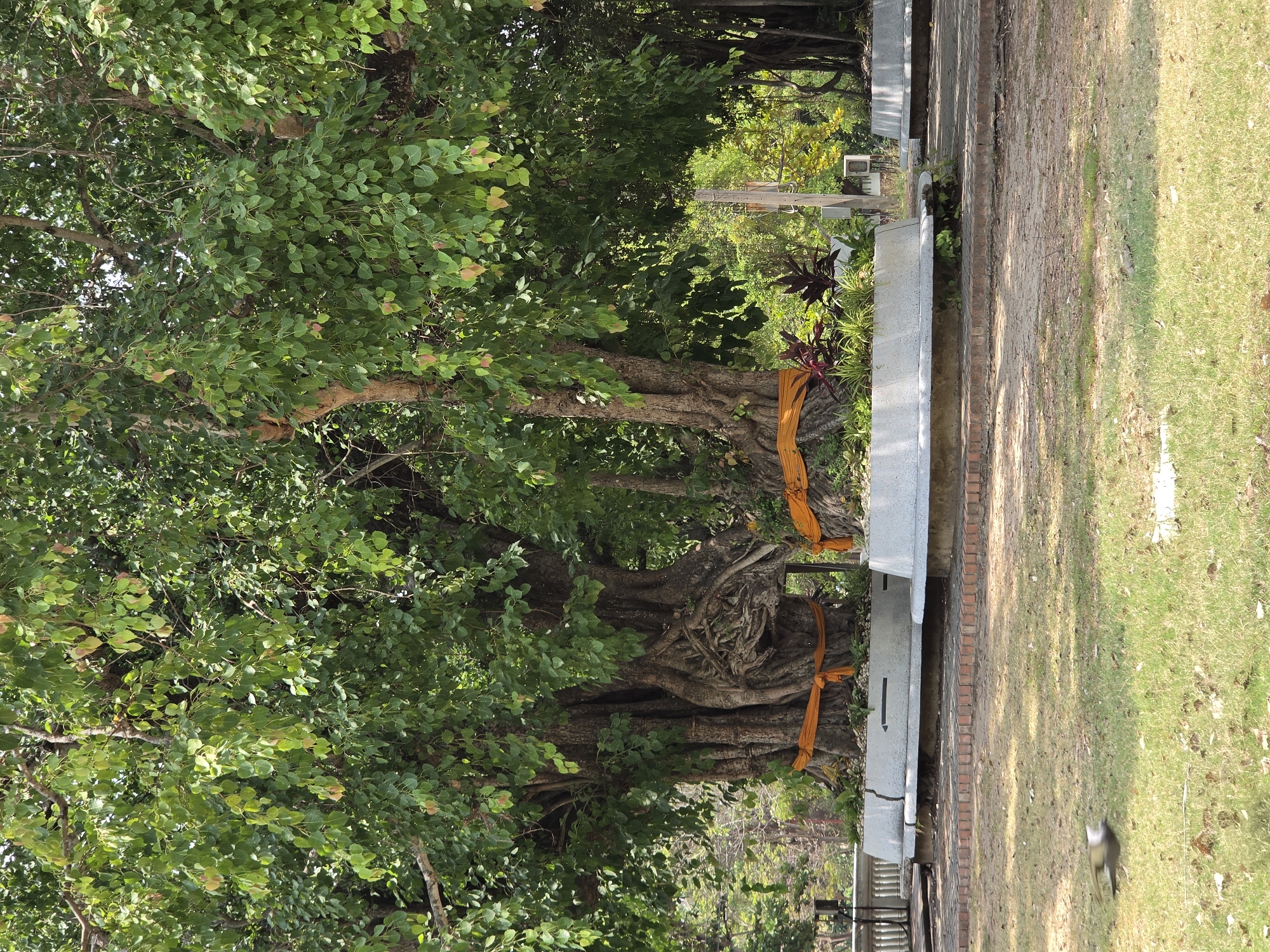 The image depicts a tranquil outdoor scene, likely within a temple ground or sacred park in Phra Nakhon Si Ayutthaya City Municipality, Thailand. The primary subject is a massive, ancient tree, possibly a Bodhi or sacred fig, which dominates the left side of the frame with its expansive, dense canopy of green, heart-shaped leaves. Its thick, gnarled trunk and visible roots are prominently featured, adorned in several places with draped lengths of saffron-colored fabric, indicative of religious veneration in Buddhist culture.
To the right of the tree, a low, light-grey concrete wall or bench-like structure runs horizontally, separating the tree area from a dirt path or exposed brick walkway. Beyond this path lies a well-maintained grassy lawn. In the far background, further greenery and other trees are visible, along with a partially obscured, light-colored box-like object mounted on a pole or wall. A small bird, dark-headed with a lighter body, is seen on the grass in the lower right portion of the frame.
The scene is illuminated by bright daylight, suggesting a sunny day, likely late morning or early afternoon, with dappled sunlight and shadows visible on the ground. There are no people visible, and no specific event or activity is taking place, contributing to a serene and peaceful atmosphere. The saffron cloths on the tree imply ongoing reverence. No discernible text is visible anywhere in the image.