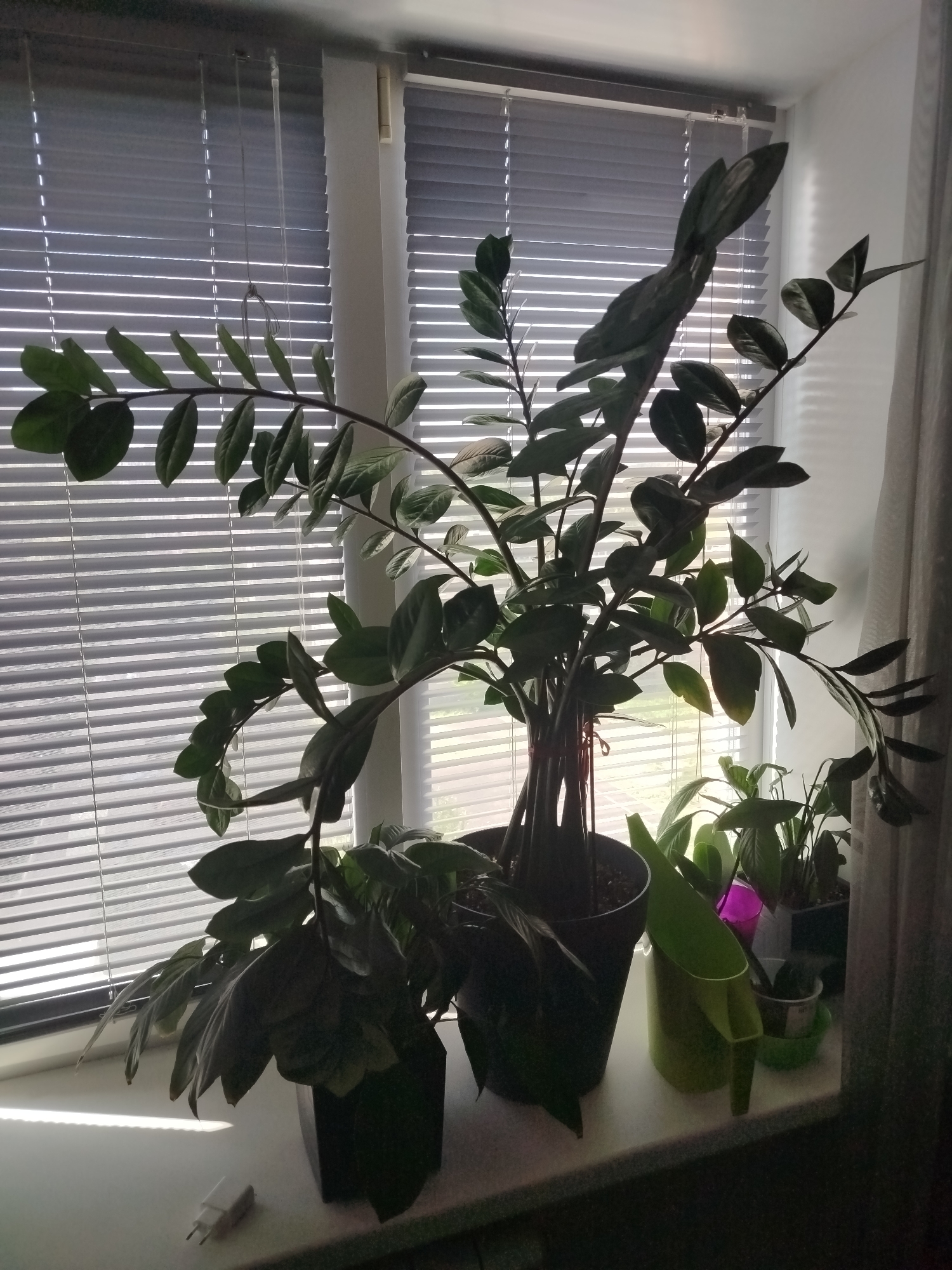A dimly lit indoor scene features a windowsill adorned with several potted plants and a green watering can. The largest plant, a Zamioculcas zamiifolia, dominates the center, its glossy green leaves arching dramatically. To its right, smaller plants are visible, one in a purple pot and another in a white pot. The windowsill itself is a light-colored surface, possibly granite or marble, and a white electrical adapter lies on its left side. Behind the plants, a window is covered by horizontal blinds, casting striped shadows. A light gray curtain hangs on the right side of the window. The overall impression is one of domestic tranquility, though the lighting suggests it is either early morning or late evening. The image was taken in Zhigulyovsk, Russia.
