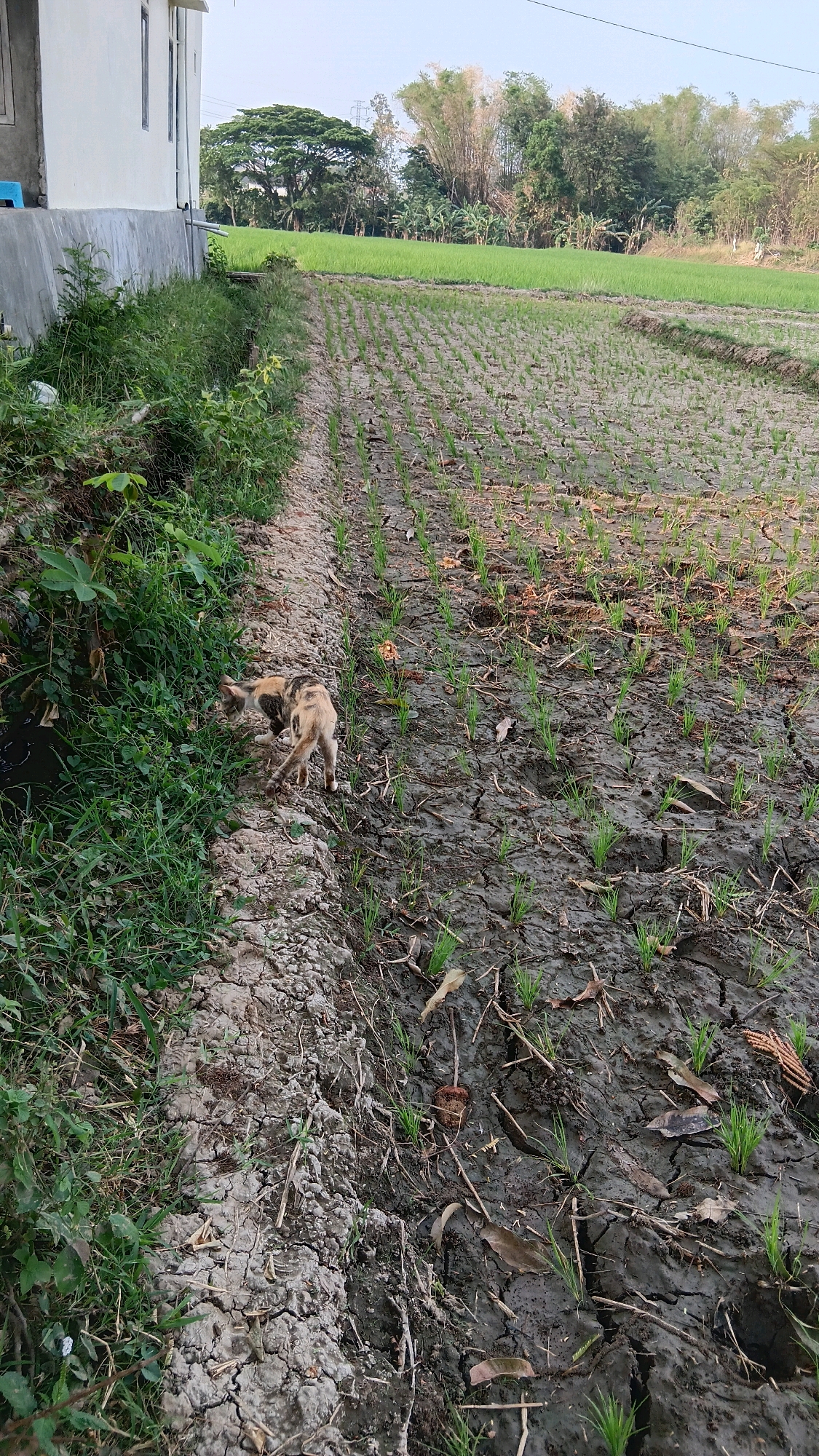 A cat with tan and black markings is walking on a dry, cracked dirt path next to a newly planted rice field in Slambur, Indonesia. The rice field has rows of small green sprouts. In the background, there are green rice paddies, trees, and bamboo. A white building is visible on the left side of the image. The sky is clear and blue.