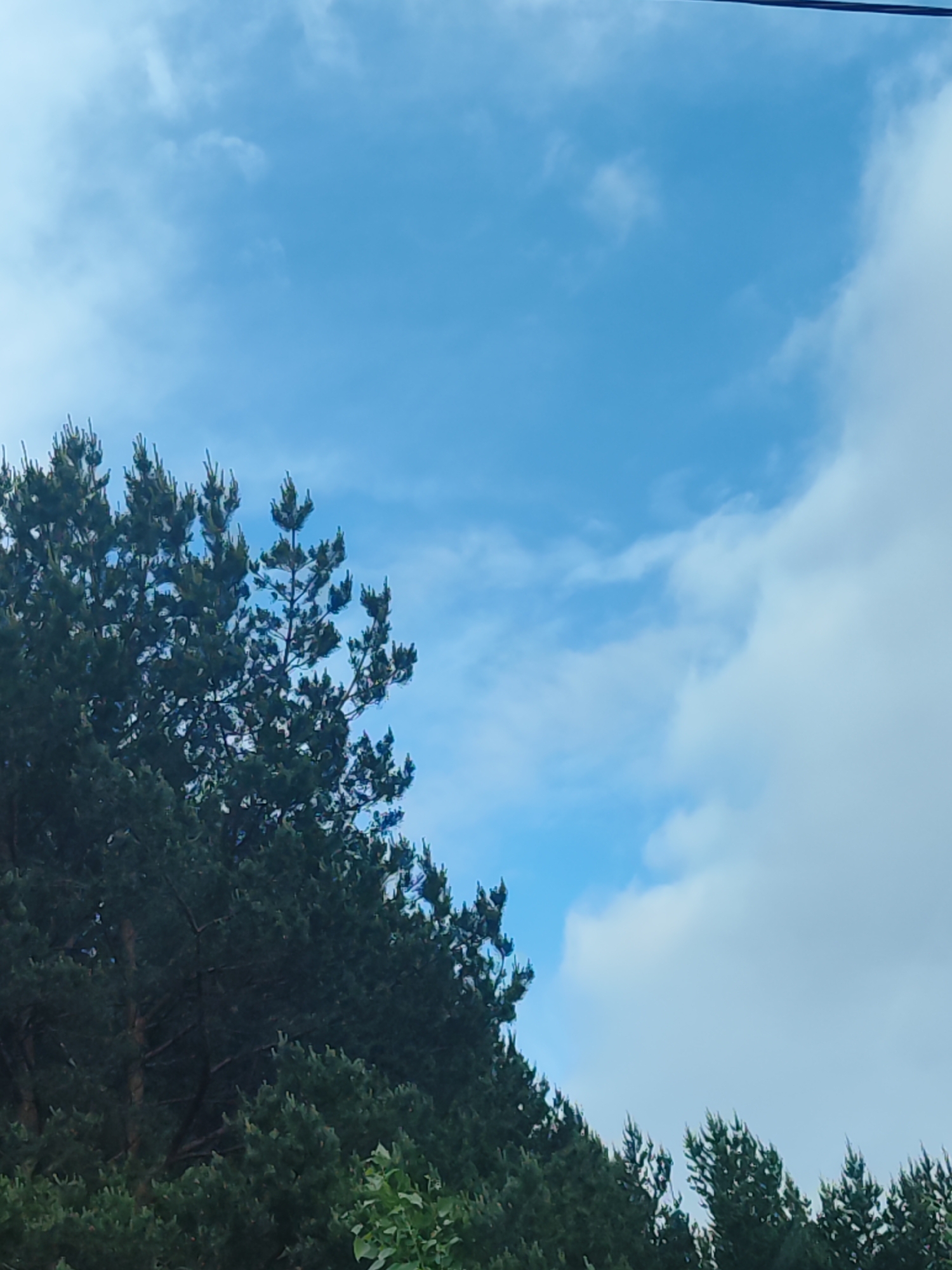 The image depicts a partly cloudy sky with a large pine tree visible in the lower left portion of the frame. The tree's foliage is dark green and dense. The sky is mostly blue with some white clouds. There is a faint wire visible in the top-right corner of the image. The lower portion of the frame is filled with trees. No people are visible. Given the prompt's mention of Chaikovsky, Russia, it is possible the picture was taken in a park or wooded area in or near the city of Chaikovsky.