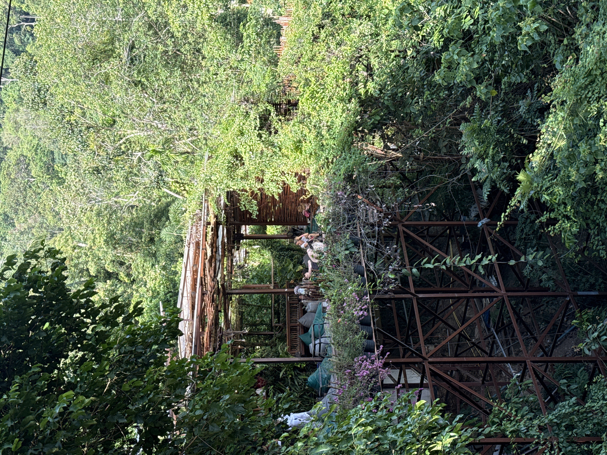 A wide shot captures a multi-level outdoor seating area at an establishment nestled within a dense, lush jungle on a hillside. The structure is built on a sturdy, rusty metal framework, with the upper level featuring a covered patio area. This upper deck is furnished with comfortable-looking beanbag chairs, a small table, and a wooden bench. A woman is seated on the bench, appearing to relax.
The perimeter of the upper deck is adorned with numerous potted plants, many of which are covered in vibrant pink flowers, creating a colorful border. The structure itself is partially obscured by the abundant foliage of the surrounding jungle, with large green leaves and vines cascading down and around it. In the background, the dense green canopy of the jungle stretches up the hillside, creating a natural and secluded atmosphere. The lighting suggests it is daytime, with sunlight filtering through the leaves. The scene appears to be in Ko Samui District, Thailand, given the tropical jungle environment.