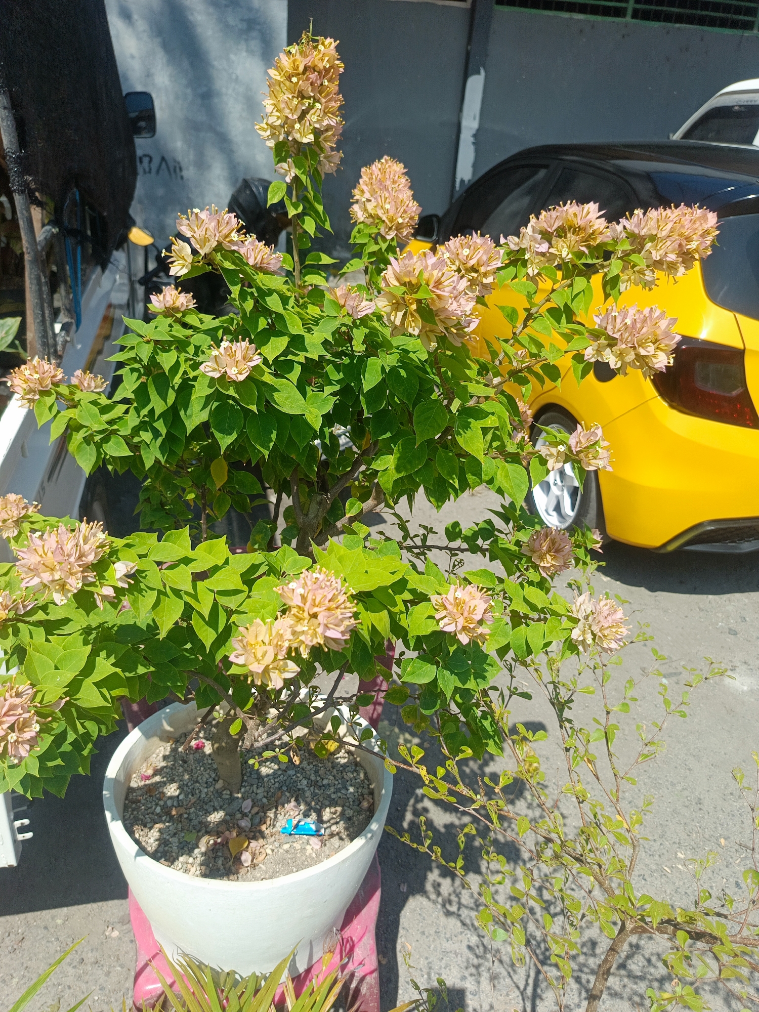 The image depicts a potted plant with light pink and yellow flowers, likely Bougainvillea, situated outdoors in what appears to be a residential or commercial area. The plant is in a large white pot filled with small stones and soil. In the background, a yellow car is parked, and a dark-colored structure, possibly a building or wall, is visible. The scene is bathed in sunlight, casting shadows on the ground. A small blue object, possibly a toy or trinket, is visible on the soil in the pot. The presence of a car and paved ground suggests an urban or suburban setting. Without further information or context, it is impossible to definitively place this scene in Gorontalo, Indonesia. However, the general appearance is consistent with outdoor environments in many tropical and subtropical cities.