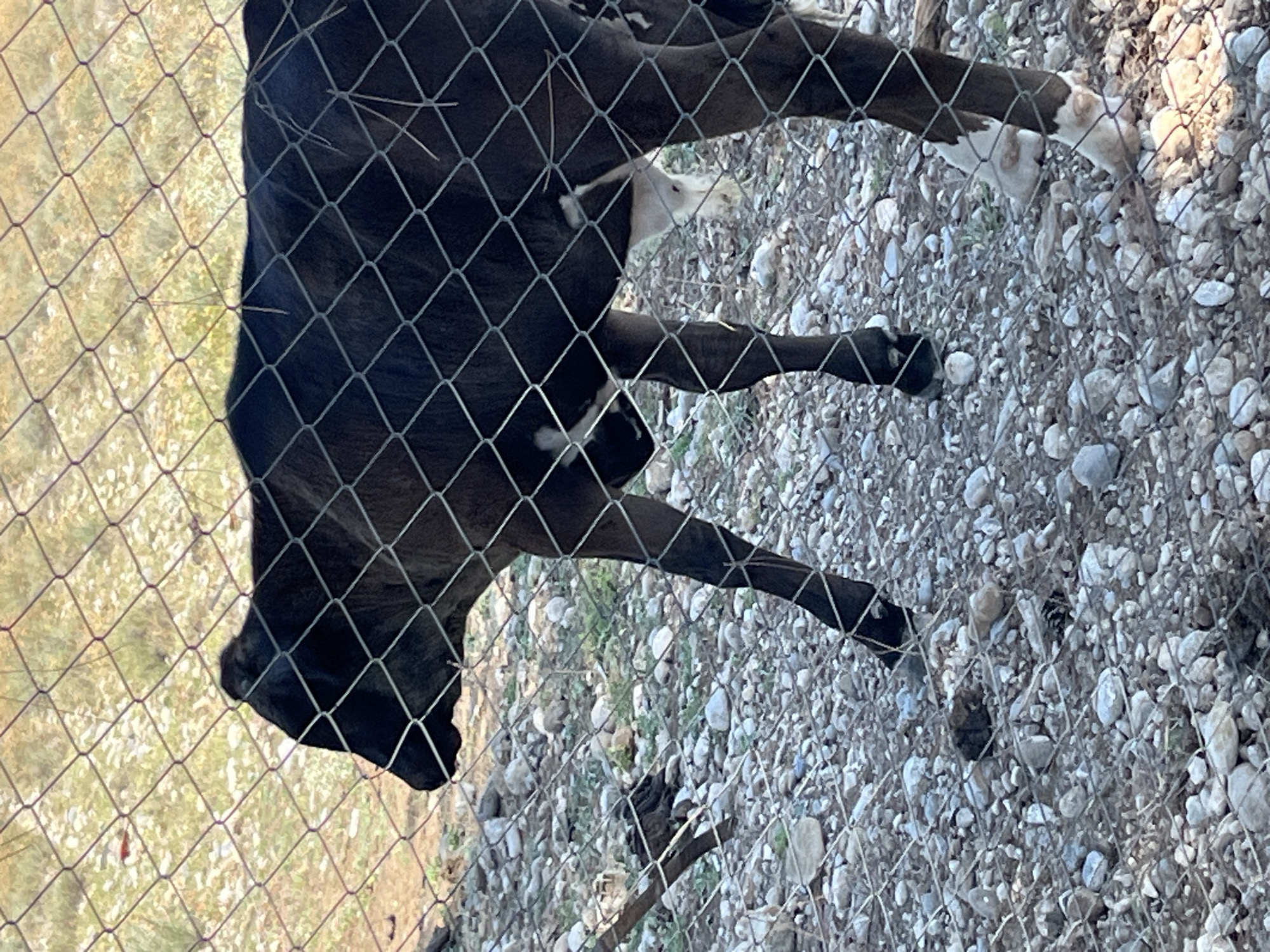 A dark-colored calf stands on a rocky, gravelly surface behind a diamond-patterned wire fence. The calf has white markings on its hind legs and a small white patch on its flank. The background is blurred, showing dry, light-colored vegetation and soil. The lighting suggests it is daytime.