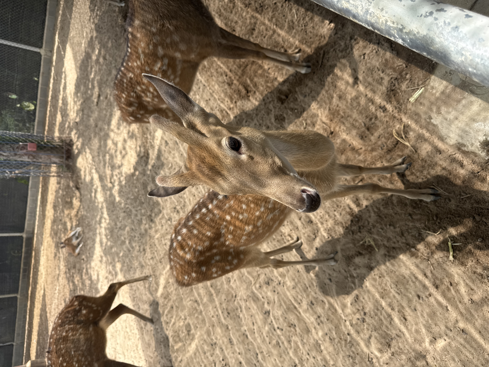 The image shows a group of spotted deer in an outdoor enclosure. In the foreground, a young deer with large ears looks directly at the camera. Its fur is light brown with distinct white spots. Behind it, another deer is partially visible, also with spotted fur. In the background, a deer lies down on the sandy ground, and another stands further back. The enclosure has a sandy floor with sparse vegetation and is bordered by a fence. The overall lighting suggests a sunny day. The location is identified as Phước Hải, Vietnam.