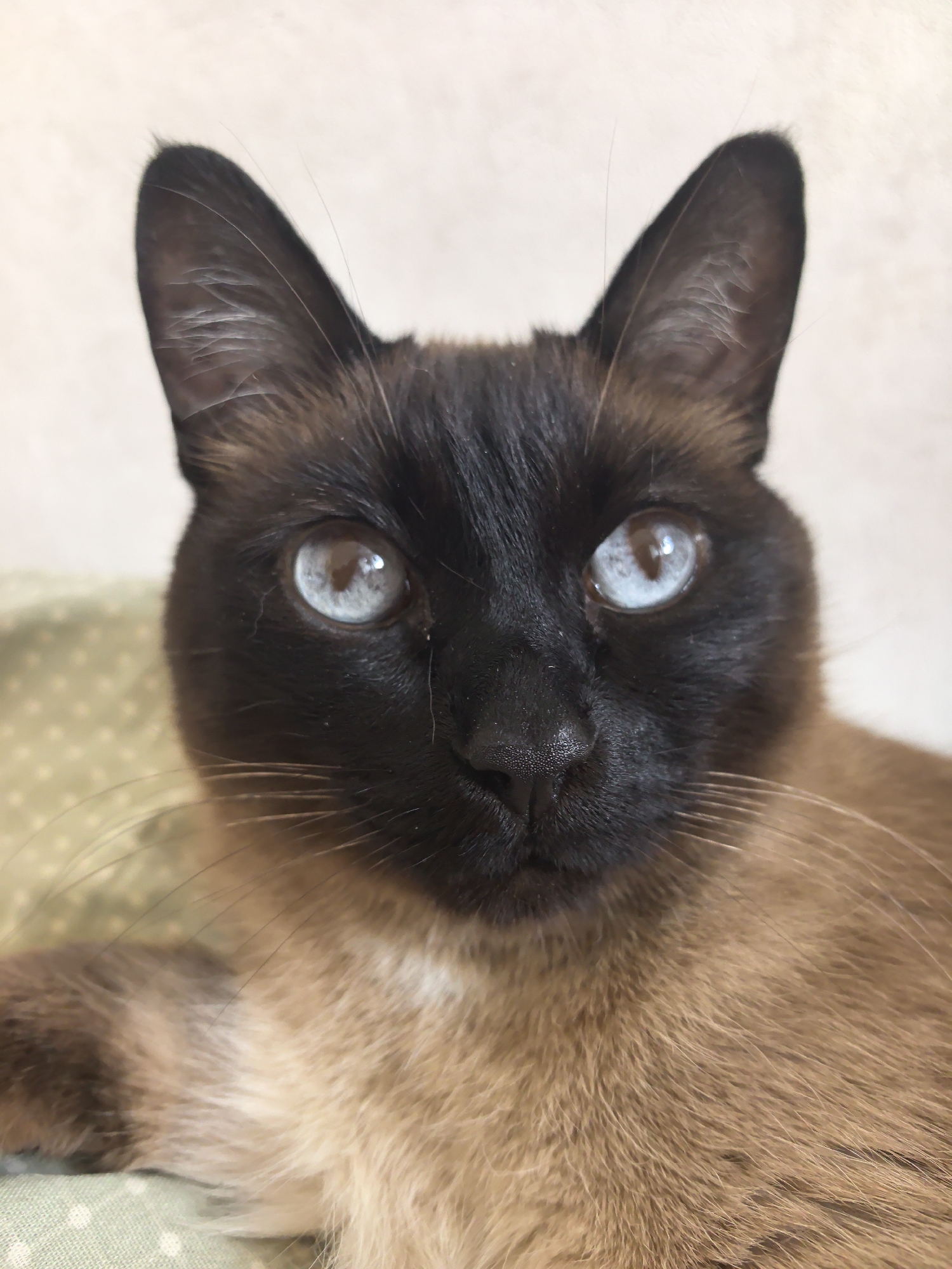 The image shows a close-up portrait of a Siamese cat. The cat has a dark brown/black face and ears, with blue eyes. Its fur is a light brown/tan color on its body. The background is a light beige/cream color with a green dotted pillow. The cat is likely located in a domestic setting. There is no information to indicate this is located in the city of Фролы, Russia.