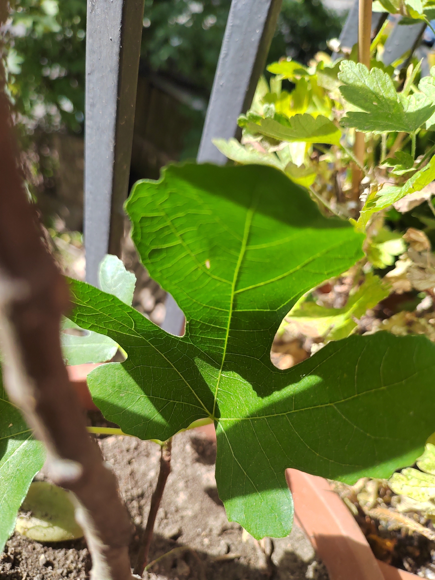 This is a close-up, upward-angled photograph of a bright green, multi-lobed leaf, likely from a fig tree. The leaf is the dominant subject, positioned in the foreground and filling a significant portion of the frame. It displays prominent veins and a slightly crinkled texture. Sunlight casts distinct shadows on the leaf, highlighting its intricate structure and suggesting it's a sunny day.
Behind the leaf, a dark, vertical metal bar, part of a railing or fence, runs along the left side of the image. Beyond the bar and the leaf, a blurry background reveals other green foliage, some appearing more yellowed or dried, and hints of a terracotta pot. The overall setting appears to be outdoors, possibly a garden or balcony, with natural light filtering through.
The photograph captures a moment of serene observation of nature. The focus on the leaf and the play of light and shadow create a sense of tranquility. There are no people visible, and no text is present in the image. The time of day is suggested to be daytime due to the strong sunlight and shadows. The location context provided is Soisy-sous-Montmorency, France.