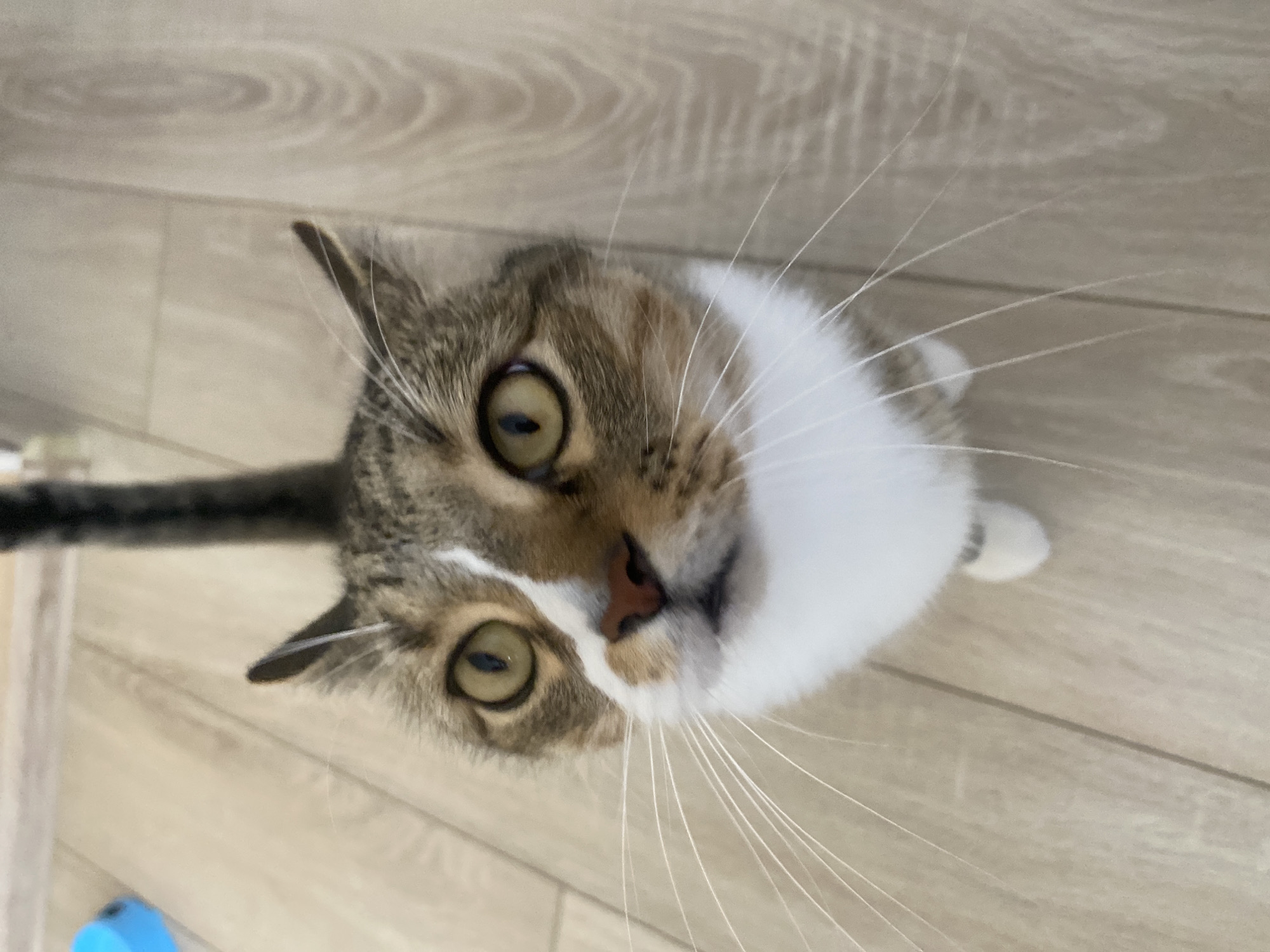 A cat is looking up from a wooden floor. The cat is a tabby with white markings on its chest and face. Its eyes are yellow. The cat's tail is raised and visible above its head. The floor is made of light-colored wooden planks. A blue object is partially visible in the upper left corner of the image. The location is an indoor residential setting in Novokuybyshevsk, Russia.
