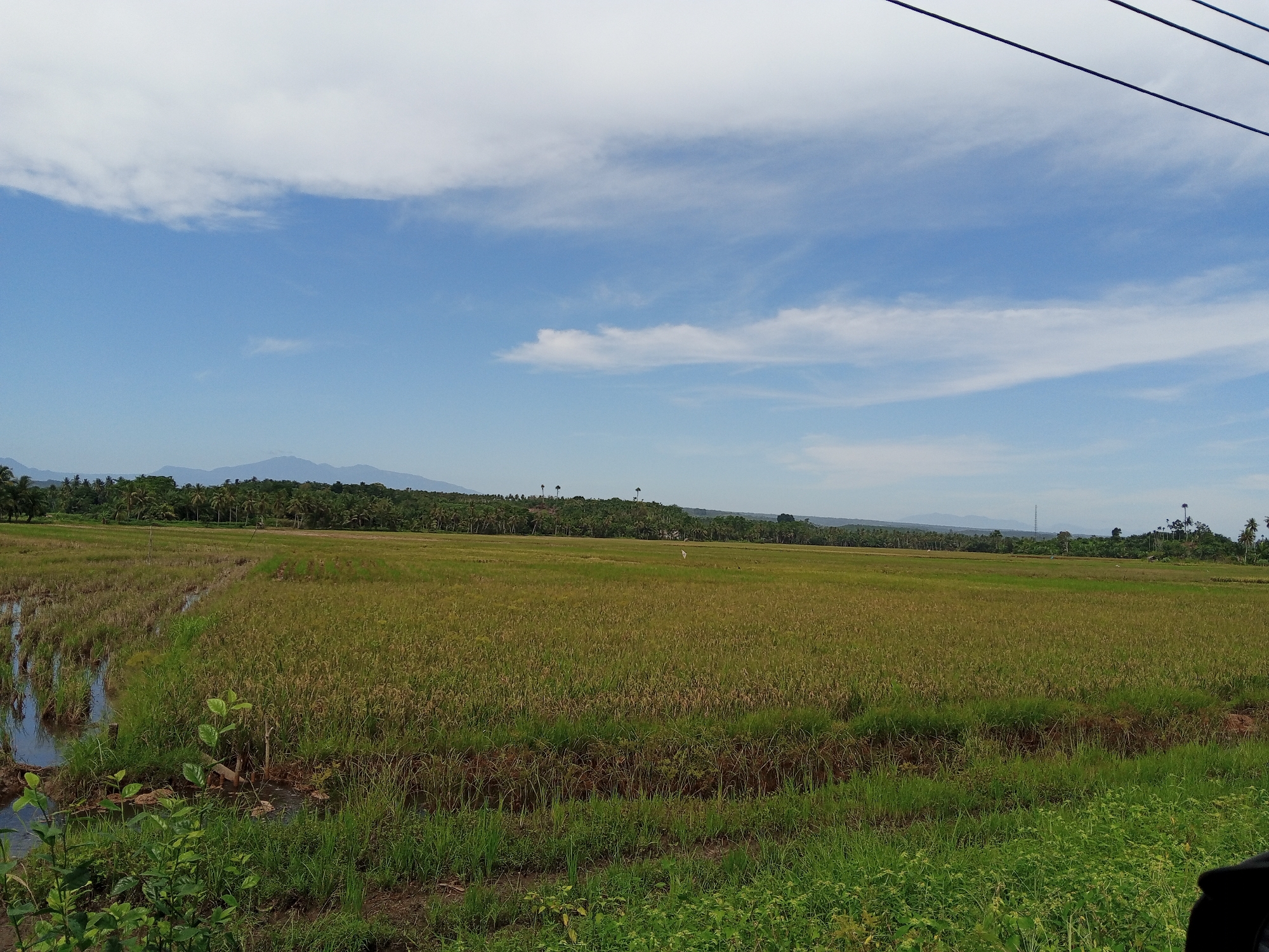 The image depicts a rural scene in Cotentung, Indonesia. A large rice field dominates the foreground, with varying degrees of ripeness and some sections recently harvested and flooded. A line of trees, including palms, marks the horizon. Distant mountains are visible under a sky with scattered clouds. Power lines are visible in the upper right corner. Lush green vegetation borders the rice field in the immediate foreground. No people are visible.