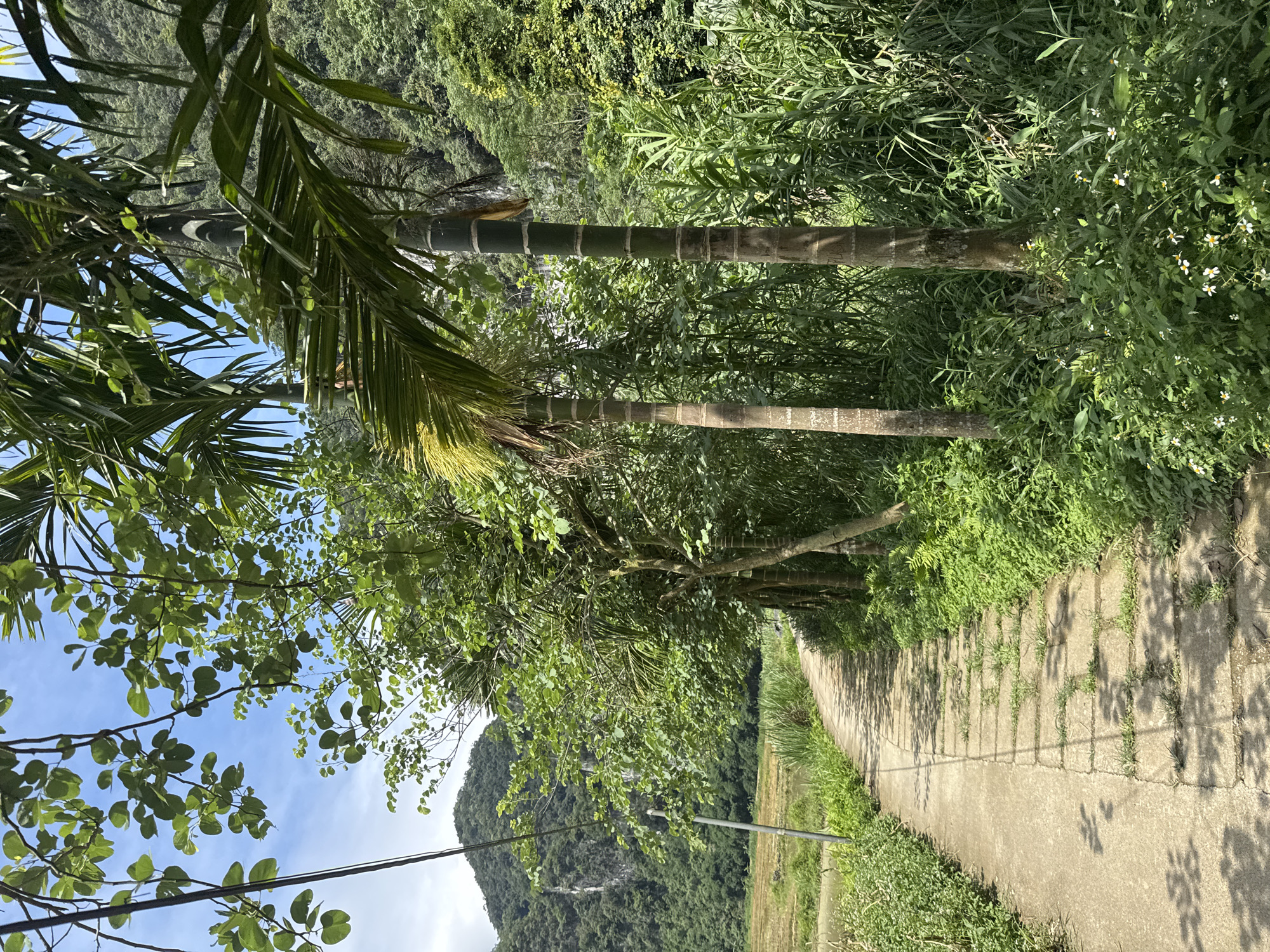 The image depicts a concrete pathway winding through lush green vegetation in Pù Luông Commune, Vietnam. The pathway is lined with various plants, including tall grasses and several palm trees. In the background, a majestic karst mountain covered in dense green foliage rises against a blue sky with scattered clouds. To the left of the path, a field, possibly a rice paddy, is visible. The scene is bathed in sunlight, casting shadows from the trees onto the pathway. There are no people or animals visible in the frame. The overall impression is one of a serene and verdant natural landscape.