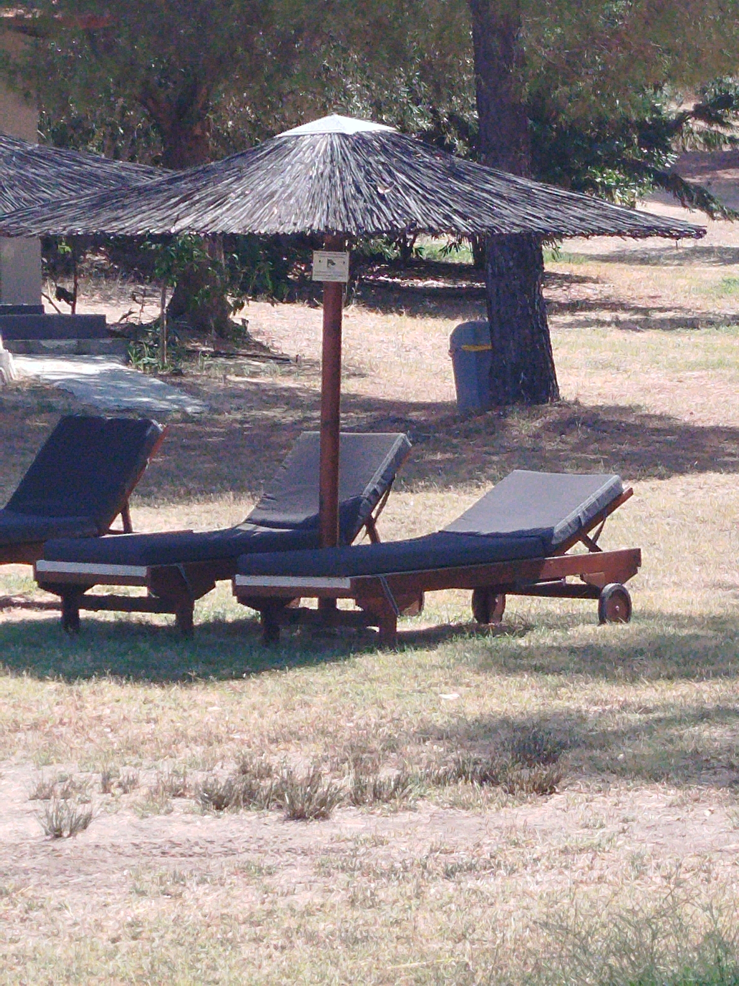 In Sithonia Municipal Unit, Greece, an outdoor scene features two dark blue lounge chairs positioned on a grassy area under a thatched umbrella. The umbrella, supported by a wooden pole, casts a shadow on the ground. Behind the umbrella, a large tree trunk is visible, and further back, another tree with dense foliage. To the left of the umbrella, a section of a light-colored structure with steps is partially visible. A blue trash bin with a yellow lid stands near the tree trunk. The ground is covered with dry grass and sparse vegetation, with dappled sunlight and shadows indicating a sunny day. The image is taken from a medium distance, focusing on the lounge chairs and umbrella arrangement.