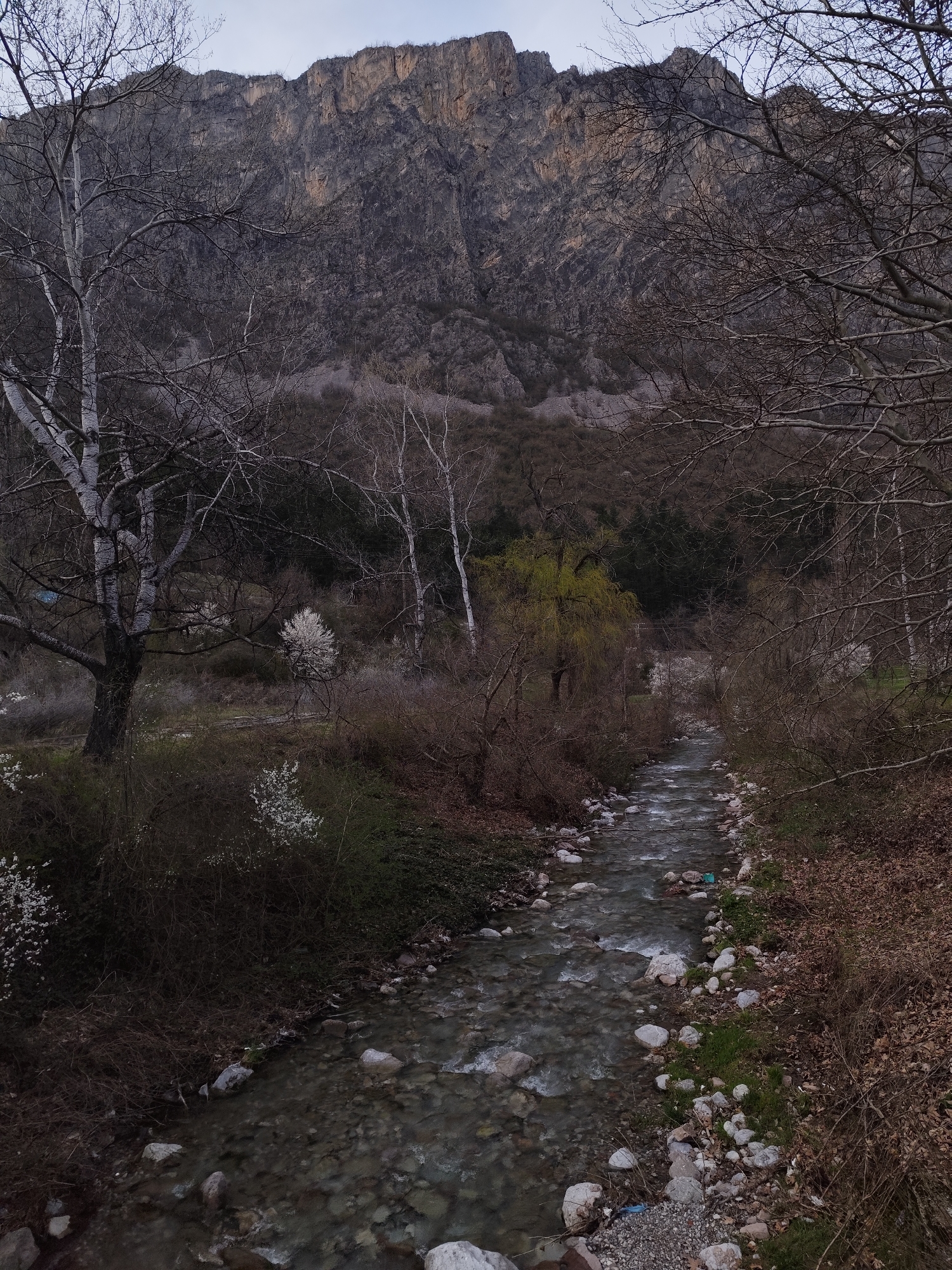 The image shows a river flowing through a landscape in Zgorigrad, Bulgaria. The riverbed is filled with rocks and pebbles, and the water is clear enough to see them. The riverbanks are lined with vegetation, including trees, bushes, and foliage. Some of the trees are bare, while others are in bloom with white flowers or showing early spring green. In the background, a large, rocky mountain looms, its surface textured with cliffs and valleys. The sky is overcast, casting a soft light over the scene. There are no people visible in the image.