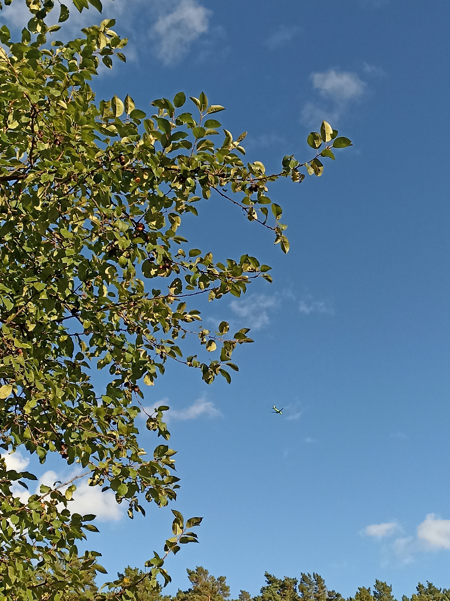 An outdoor, close-up shot shows tree branches laden with green and some red leaves against a bright blue sky dotted with small, white clouds. In the distance, a tiny, green and yellow airplane is visible in flight. The bottom of the image reveals a distant line of green pine trees. The scene is set in the city of Mochische, Russia, and the time of day appears to be daytime.