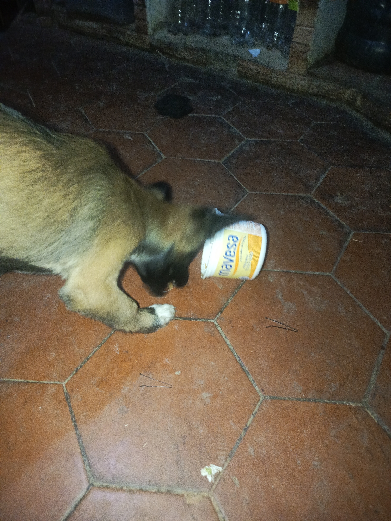 A tan and brown puppy is sniffing at an empty, yellow-and-white "Mavesa" brand container on a terra cotta hexagonal tile floor. The scene appears to be indoors, possibly a home or storage area, judging by the wall behind and the general lighting. The location is Juan Griego, Venezuela, based on the brand of the container. There is a dark object on the floor near the wall. There are many clear plastic bottles in a stack along the wall.