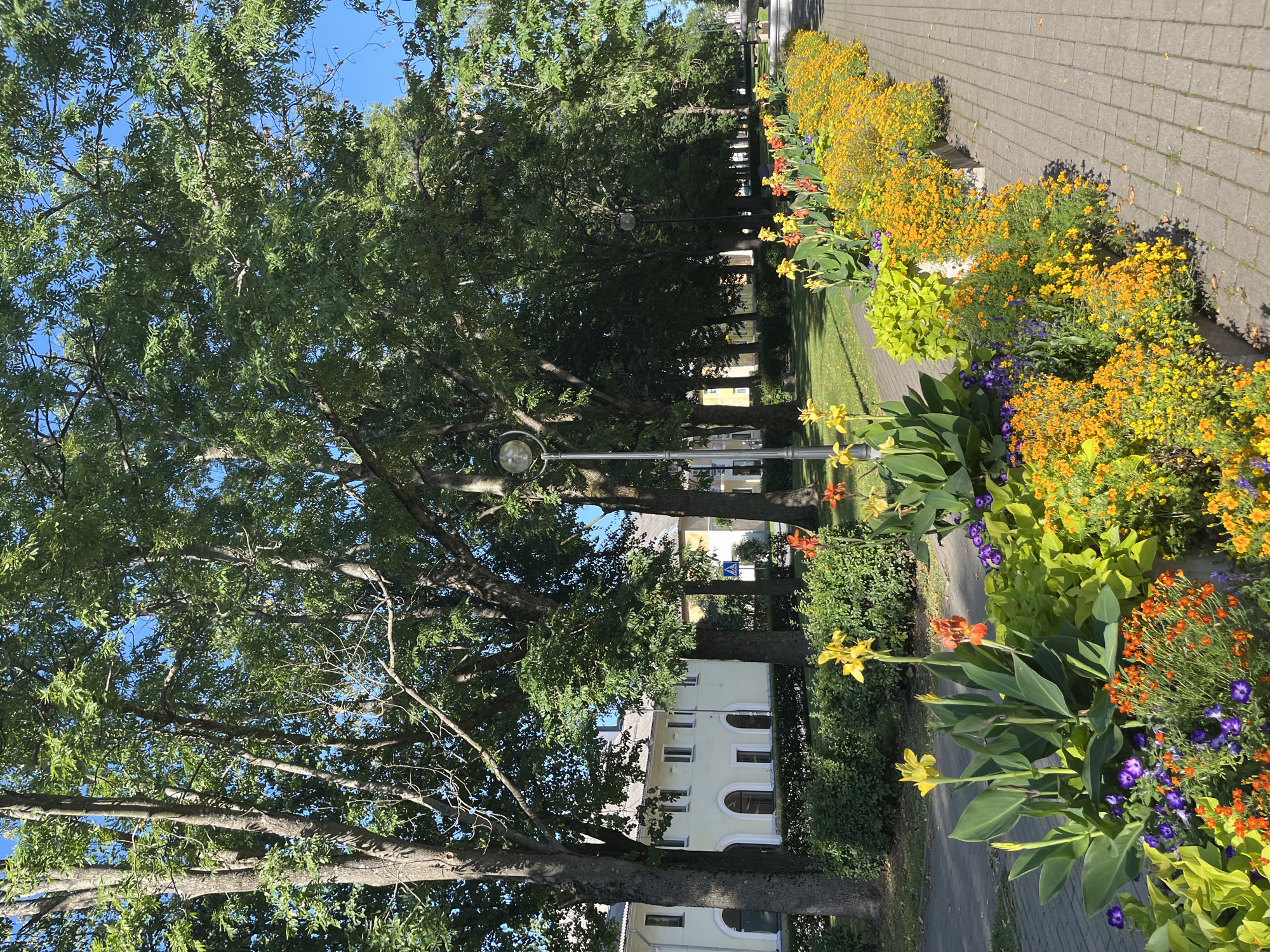 The image depicts a sun-drenched park pathway in the city of Kohtla-Järve, Estonia, lined with a vibrant flowerbed. The pathway itself is paved with grey interlocking bricks, bordered on one side by a meticulously maintained row of flowering plants. The flowerbed features a colorful arrangement of yellow, orange, and purple blooms, interspersed with lush green foliage. Dominating the background are tall, mature trees with dense green canopies, casting dappled shadows across the scene. Behind the trees, a light-colored building with arched windows is visible, suggesting the park is situated within an urban or semi-urban setting. Two streetlights with globe-shaped fixtures are spaced along the pathway, and a pedestrian crossing sign is faintly visible in the distance. The sky is a clear, bright blue, indicating fair weather. There are no people visible in the image.