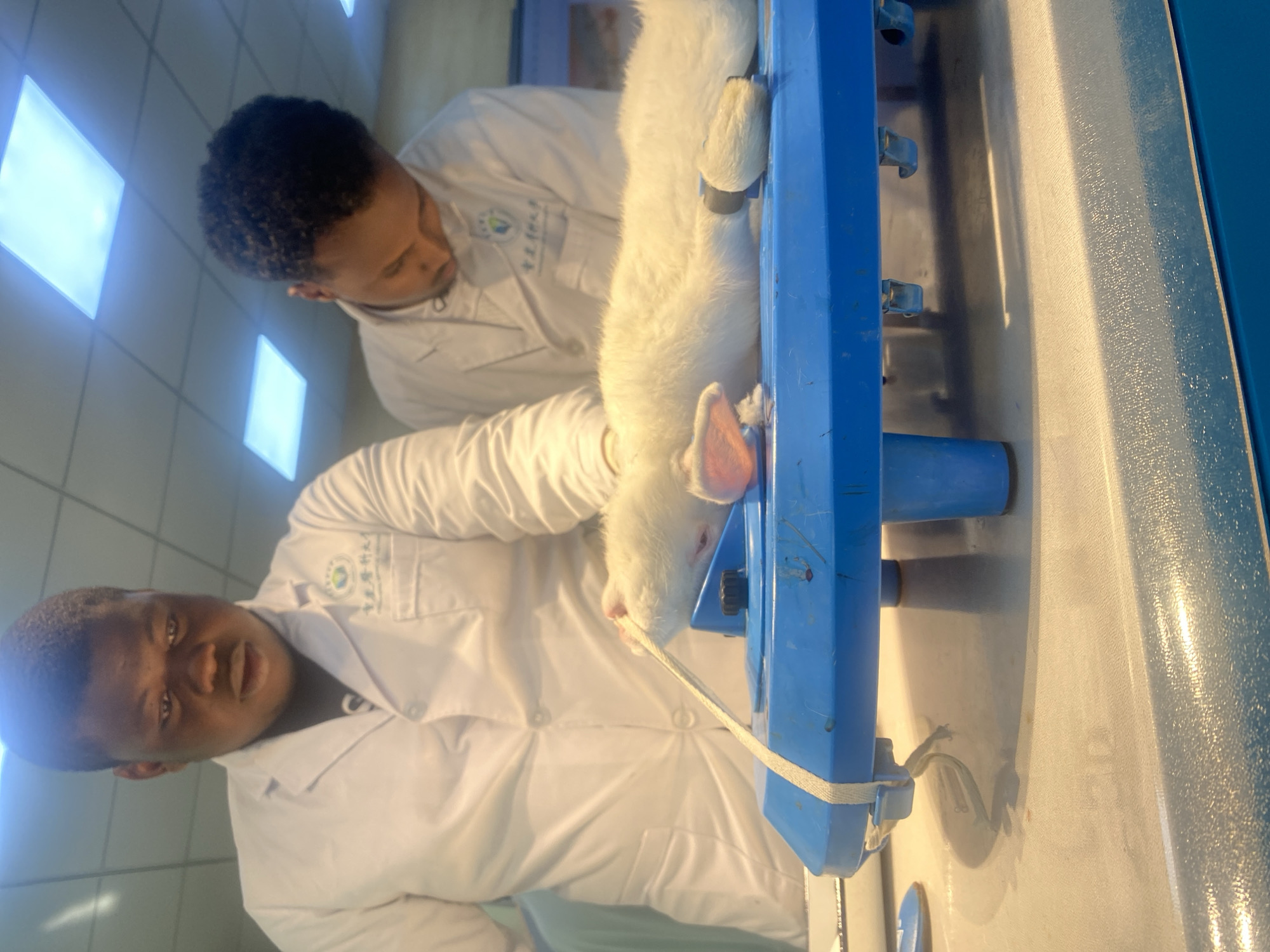 Two individuals wearing white lab coats attend to a white animal restrained within a blue apparatus. They are located in the city of Chongqing High-tech Zone, China. One person is facing the camera, while the other looks at the animal. The animal is secured with restraints on its paws and a strap near its head. The apparatus sits on a white surface, possibly part of a larger piece of equipment. The lighting suggests an indoor, possibly laboratory, setting.