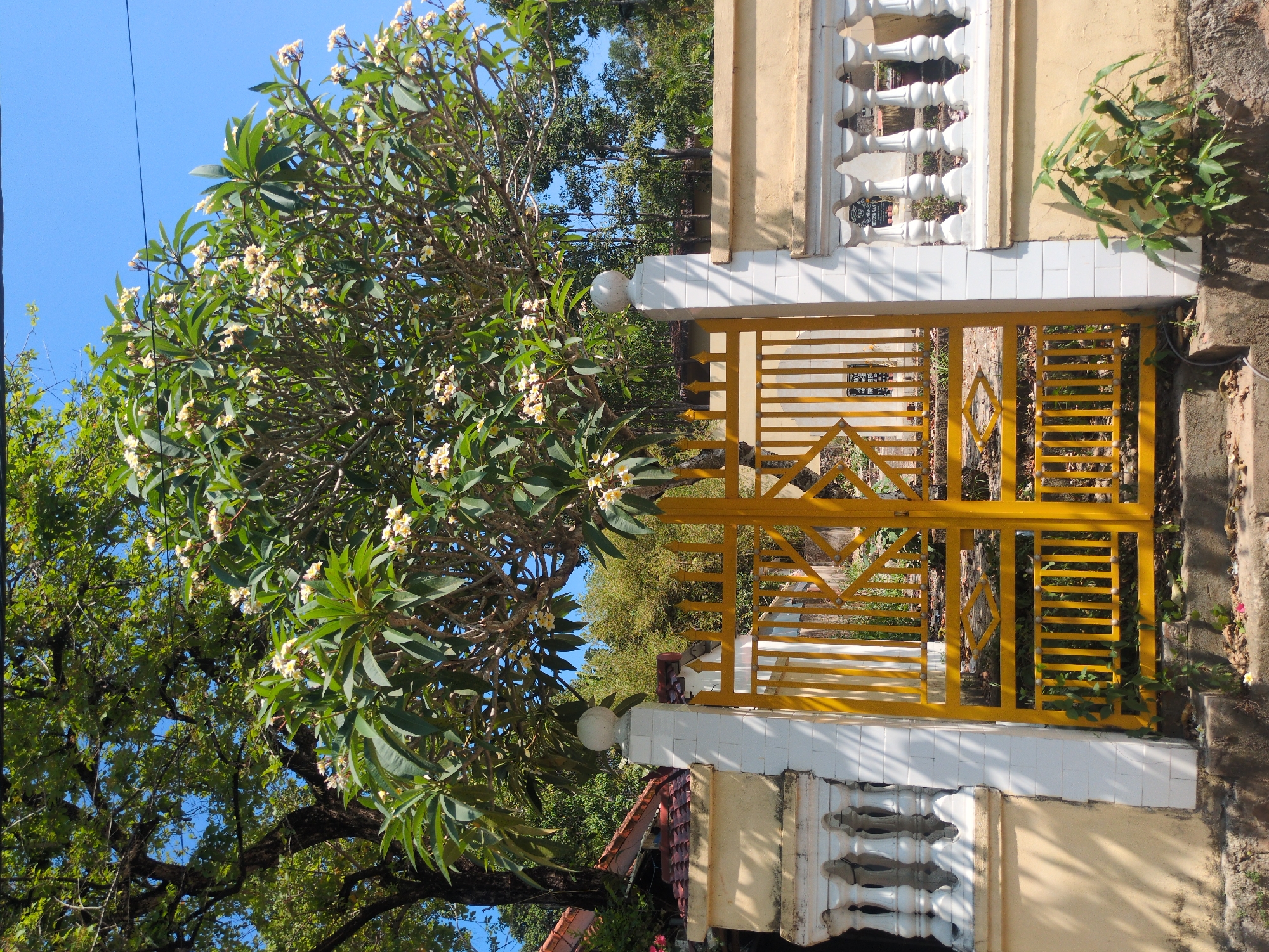 A yellow metal gate is set in a low, whitewashed concrete wall. The walls are flanked by yellow, two-story buildings on either side. The white concrete wall is decorated with repeating curves. A flowering plumeria tree with large green leaves and cream-colored flowers is to the left of the gate. Behind the gate, a small garden is seen. The sky is bright blue. The photograph was taken in Phú Quốc, Vietnam.