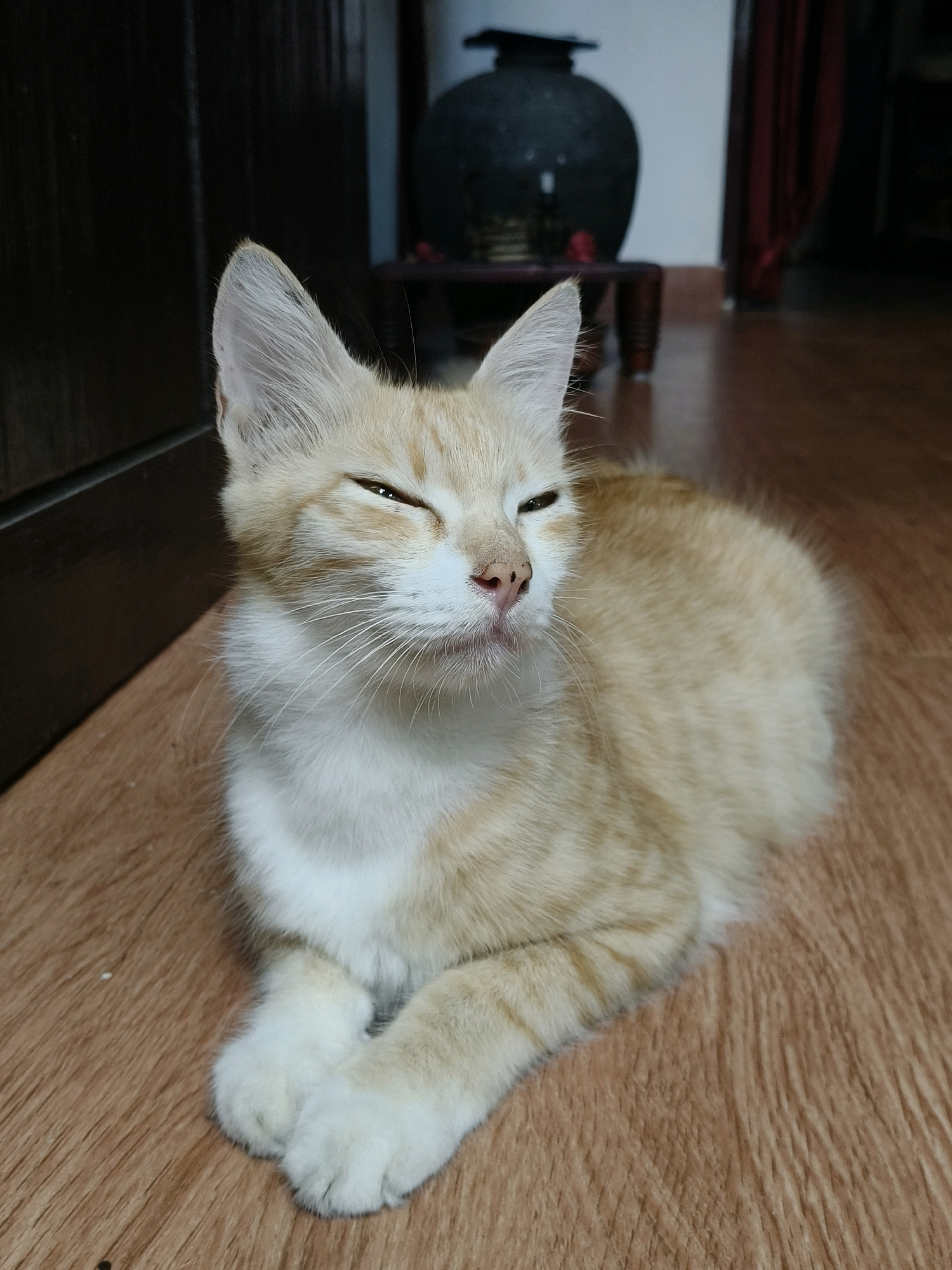 A ginger and white kitten is lying down on a wooden floor, looking towards the viewer with its eyes partially closed. The kitten's paws are crossed in front of it. The background is out of focus and includes a dark wooden door on the left, and a dimly lit room with a large dark vase on a stand and a red curtain on the right. The image appears to be taken indoors. There is no information in the image to determine its location within Thiruvananthapuram, India.
