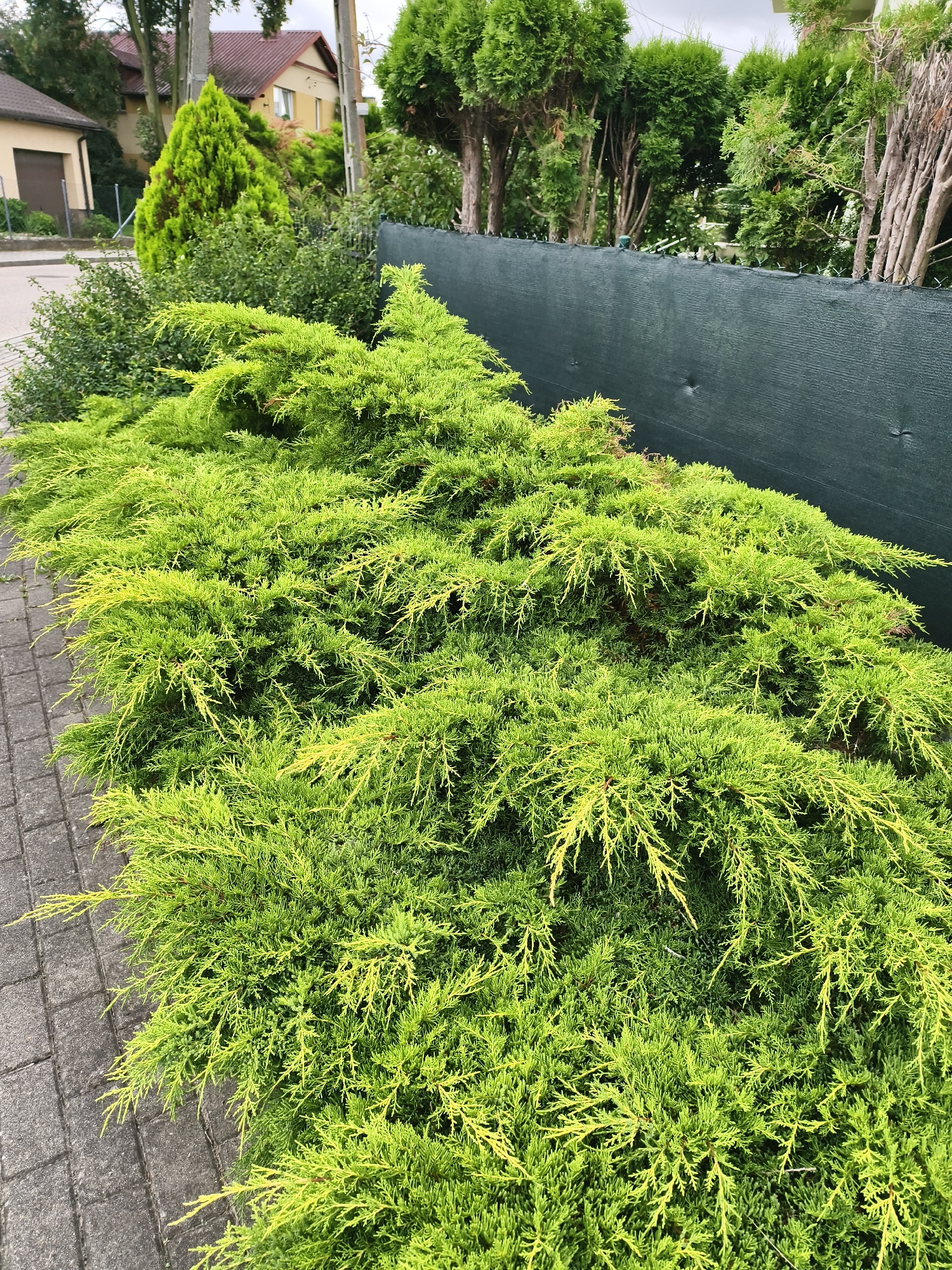 The image captures a close-up view of a vibrant green juniper bush situated next to a paved walkway. The walkway is made of grey rectangular pavers laid in a running bond pattern. Behind the bush, a dark green privacy screen is visible, stretched across a fence. In the background, residential buildings with tiled roofs and mature trees suggest a suburban or semi-rural environment. The overall scene is serene and well-maintained, indicative of a garden or landscaping area in a city like Tczew, Poland. No people or animals are present in the frame, and no actions are depicted.