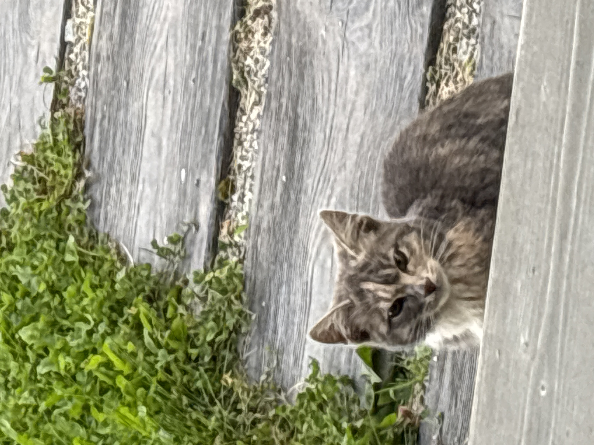 A gray and white tabby cat is sitting on a wooden boardwalk. The cat is facing the camera with its ears perked up and its gaze directed forward. Green foliage is visible to the left of the boardwalk, and small white pebbles are scattered between the wooden planks. The scene appears to be outdoors. The image does not contain any information to determine a specific location within the city of Zvenigorod, Russia.
