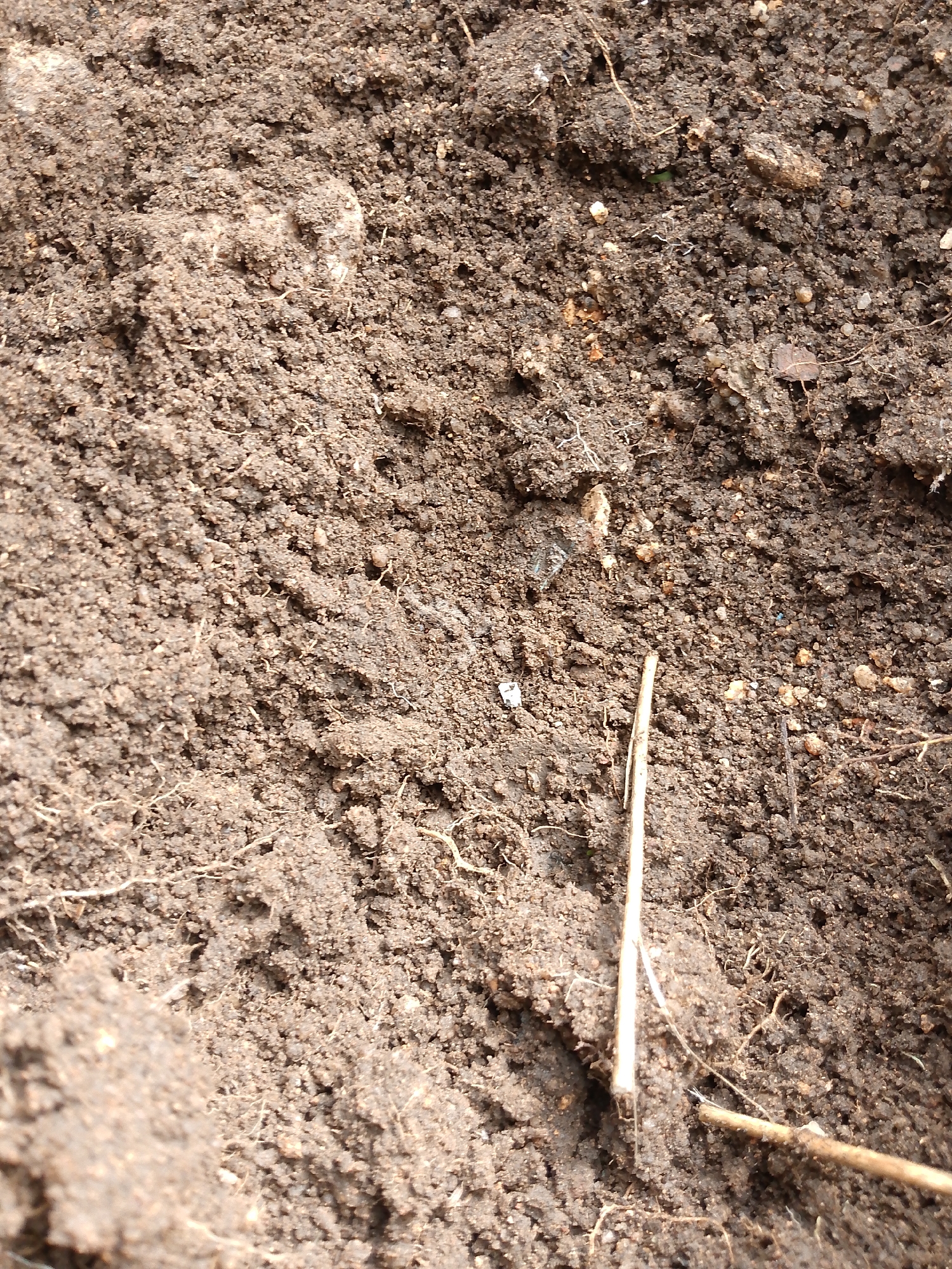 The image shows a close-up view of brown soil. Small pieces of organic matter, like root fragments and a thin piece of straw-colored plant stem, are visible within the soil. There is nothing to indicate the location of the scene is Barikin Gidar Kanat, Nigeria, and no people, subjects, objects or actions other than soil and organic matter are visible.