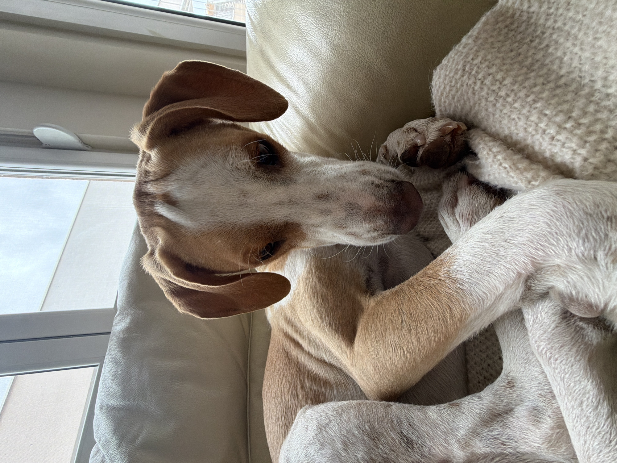 A dog is lying on a light-colored leather couch next to a window. The dog has tan and white fur and floppy ears. The dog is partially covered by a textured, light-colored blanket. The location is likely indoors, with a window visible. The environment appears domestic. The image does not contain any identifying information relating to Budva, Montenegro.