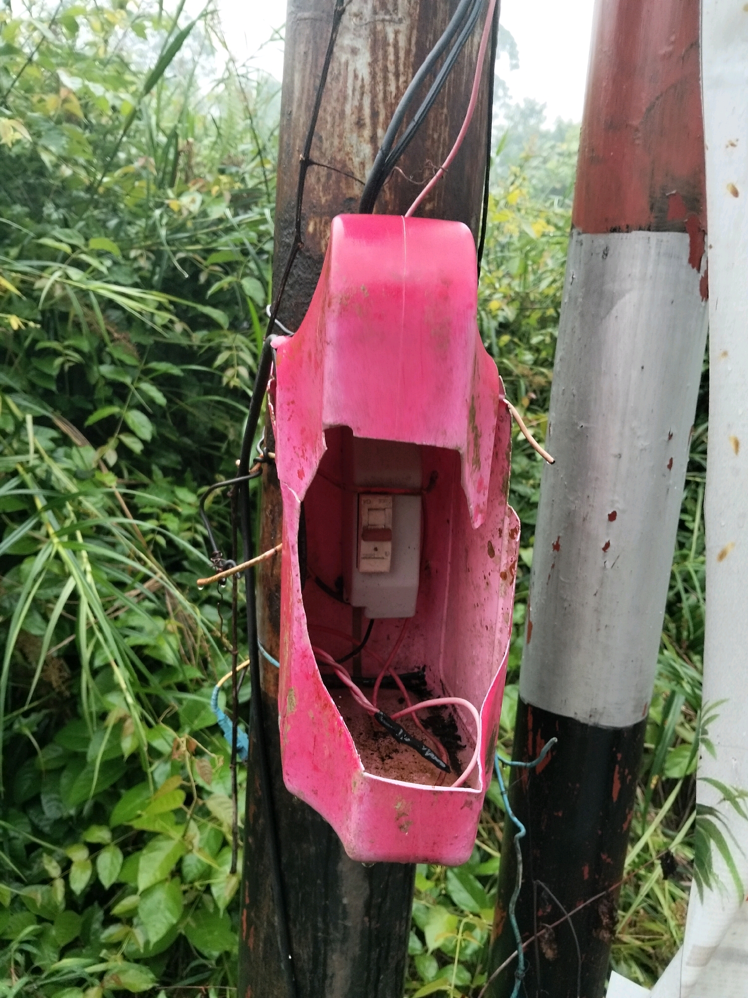 In Arang Limbung, Indonesia, a close-up, eye-level shot captures a weathered, broken pink plastic electrical box attached to a utility pole. The box is open, revealing a white electrical switch inside, surrounded by a loose tangle of black and pink wires. Dust and debris have accumulated within the box. The utility pole itself is dark and appears to be old. To the right of this pole, a portion of another utility pole is visible, painted with alternating bands of red and white. Surrounding the poles is dense, lush green foliage, suggesting an outdoor, potentially overgrown environment. The lighting is overcast, and a light drizzle appears to have recently fallen, evidenced by moisture on the wires and the surfaces of the poles.