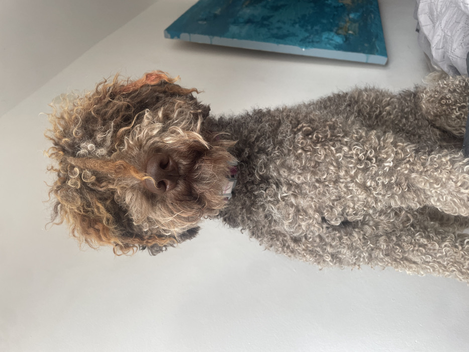 A Lagotto Romagnolo type dog, characterized by dense, tightly curled fur, is depicted in a medium shot. The dog's coat is a blend of light brown, greyish-brown, and auburn tones, with the head exhibiting more prominent reddish-brown curls. Its eyes are obscured by the long facial hair. A dark brown nose is centered on its muzzle. A multi-colored collar is visible around its neck. The dog is positioned centrally, facing directly towards the observer, and appears to be seated or standing on a soft, light-colored surface, possibly bedding with a quilted pattern, a portion of which is visible in the lower right. The background consists primarily of a plain, light-colored wall. In the upper right quadrant, an abstract artwork featuring shades of blue and turquoise with textured elements is partially visible, leaning against or mounted on the wall. The scene is located in the city of Budva, Montenegro.