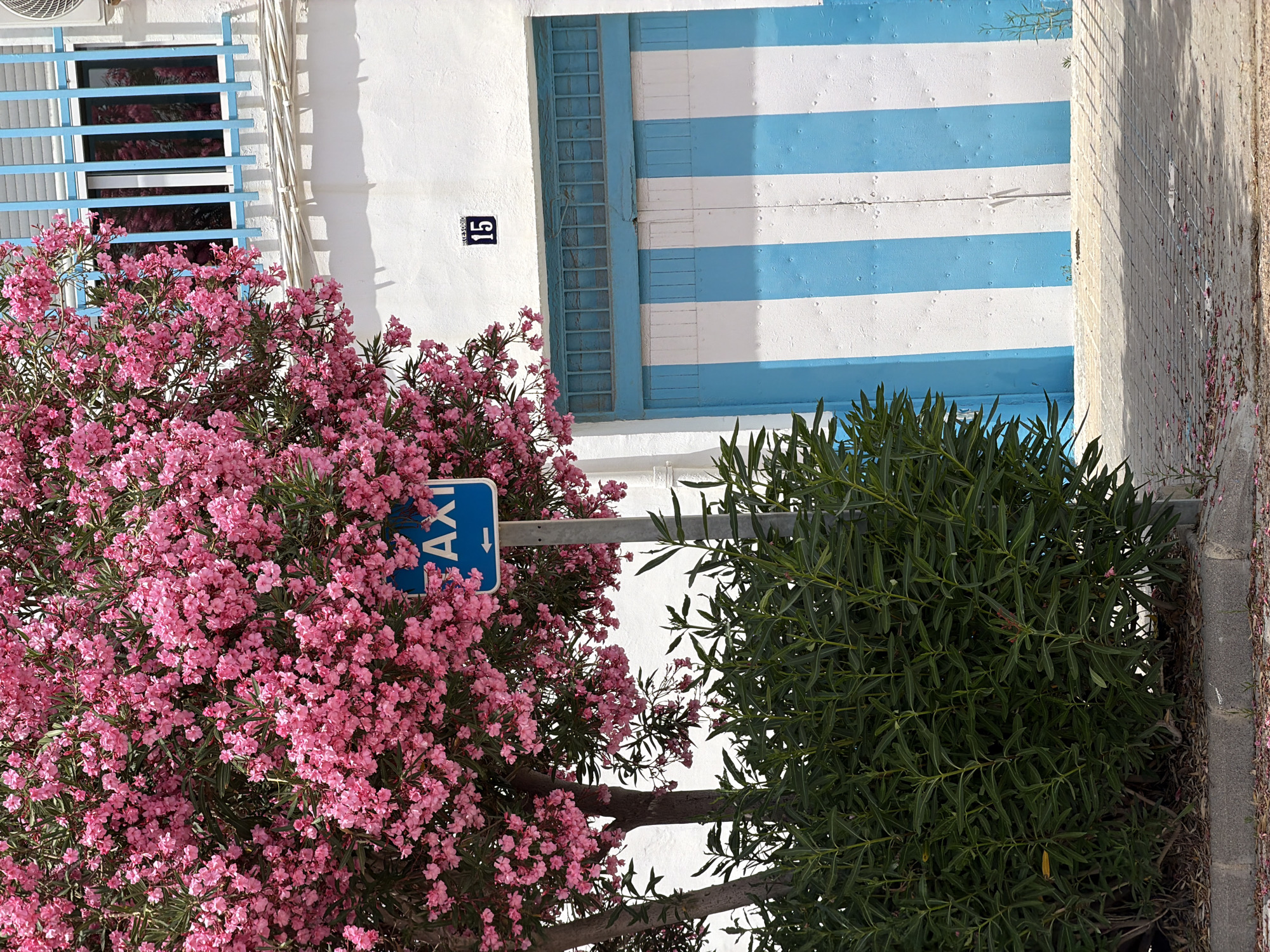 This is an outdoor, eye-level, vertical medium shot of a building with a blue and white striped door and a window with blue bars. To the left of the building is a large bush with bright pink flowers, and to the right is a dense green bush. A blue sign with white text and an arrow pointing left is visible on a pole, indicating "TAXI". On the white wall of the building, near the window, is a black and white sign with the number "15". The sunlight casts shadows, suggesting it is daytime. The scene appears to be on a street or pathway, with a concrete curb visible on the right edge. The overall impression is a bright and colorful, possibly Mediterranean, setting. There is no activity or people visible in the frame.