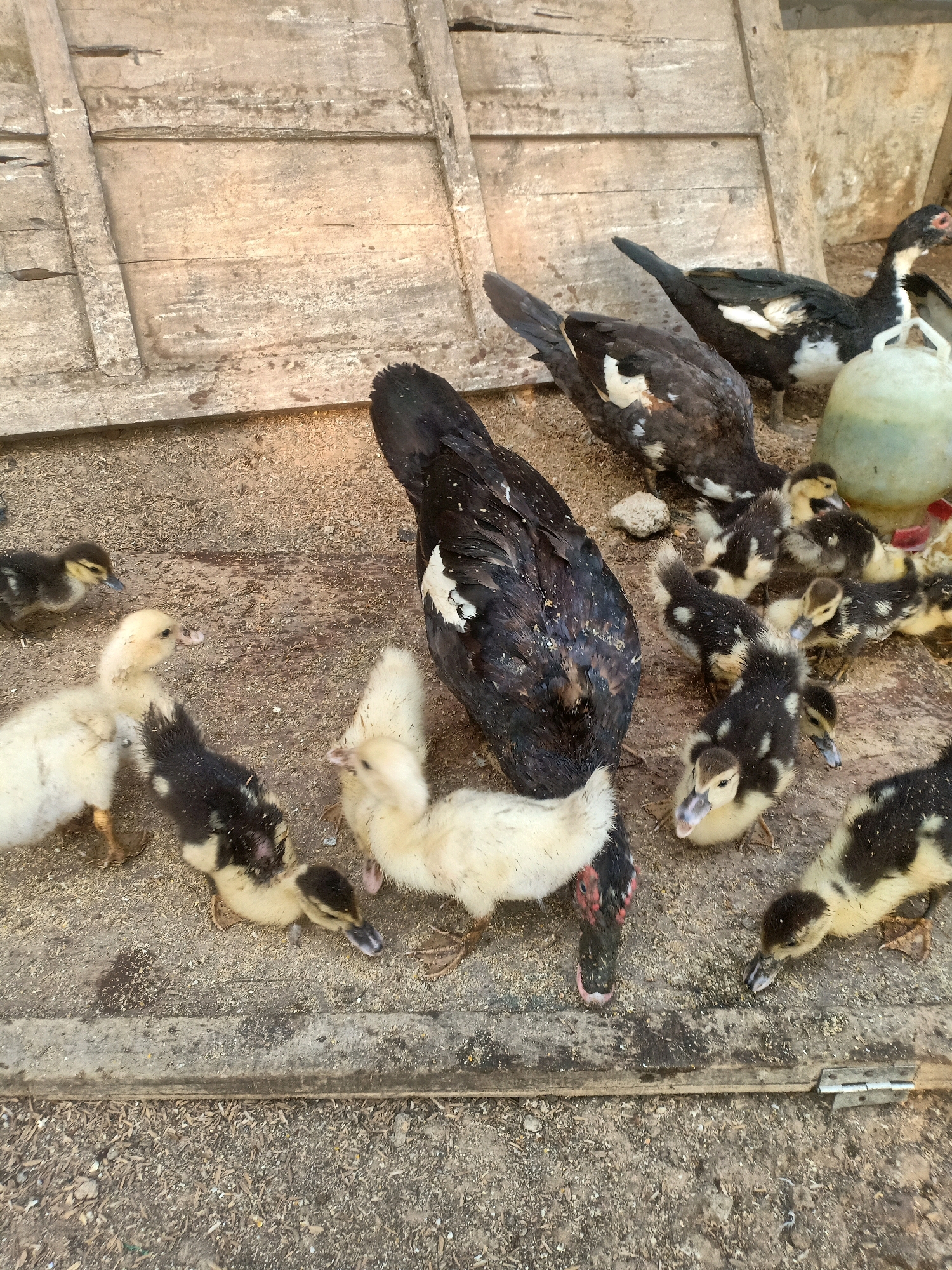 In Tasikhargo, Indonesia, a group of Muscovy ducks, including adult and ducklings, are gathered on a dirt and wood-chip floor, likely within an enclosure. An adult Muscovy duck with black and white plumage stands prominently, while several ducklings, some entirely yellow and others with black and yellow markings, huddle around. The background features a weathered wooden structure, possibly a coop or fence, constructed from planks and supported by vertical beams. A light-colored, possibly plastic, feeder is partially visible, suggesting the presence of a feeding station. The scene depicts a typical rural or farm setting where poultry are kept.