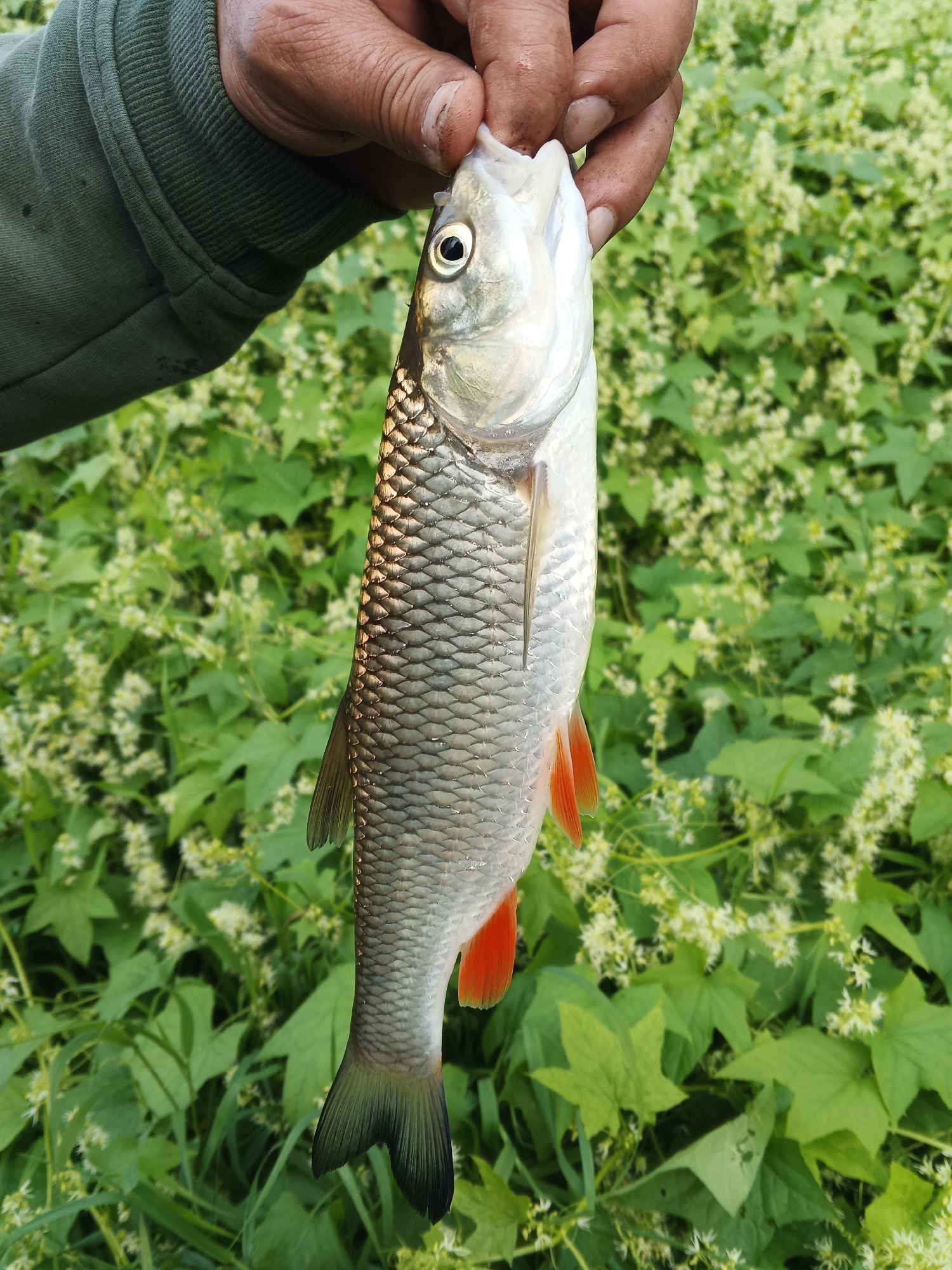 In Kuleshovo, Russia, a person's hand, wearing a dark green hooded sweatshirt, holds a fish vertically by its mouth. The fish, silver with dark scales and prominent red fins, is suspended against a blurred background of green foliage and small white flowers. The focus is on the fish and the hand, with the environment serving as an out-of-focus backdrop.