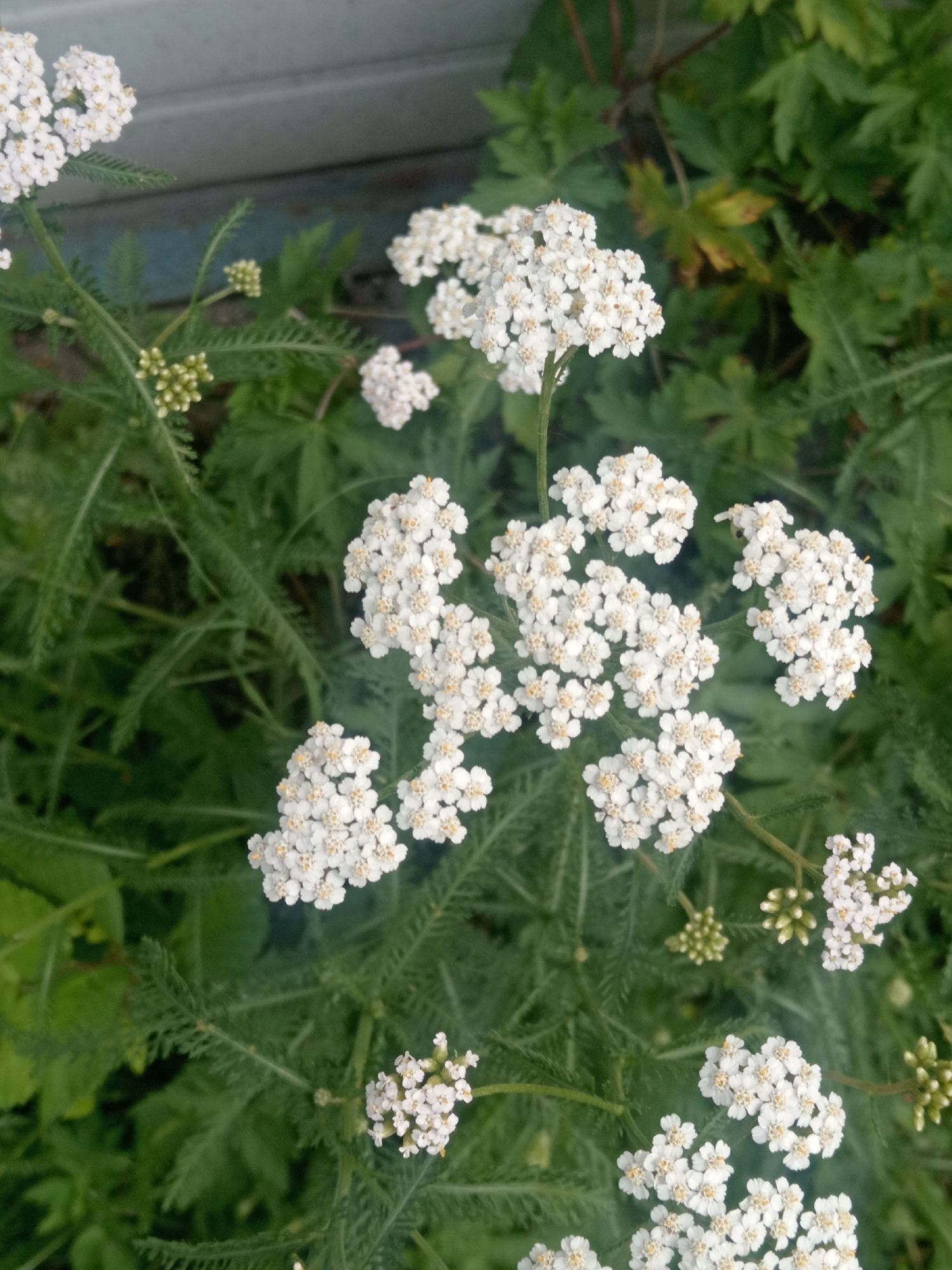 A top-down close-up shot shows clusters of small white yarrow flowers with yellow centers, contrasted against a backdrop of dark green, feathery foliage. The flowers are arranged in flat-topped, umbrella-like clusters. Some unopened buds, also white and green, are visible. The background is mostly blurred, showing more of the textured green leaves and a hint of a light-colored, possibly wooden or painted surface on the left side of the frame, which could be part of a fence or wall. There are no people or animals present. The scene depicts a natural outdoor setting, likely a garden or wild area, in Belogorsk, Russia.