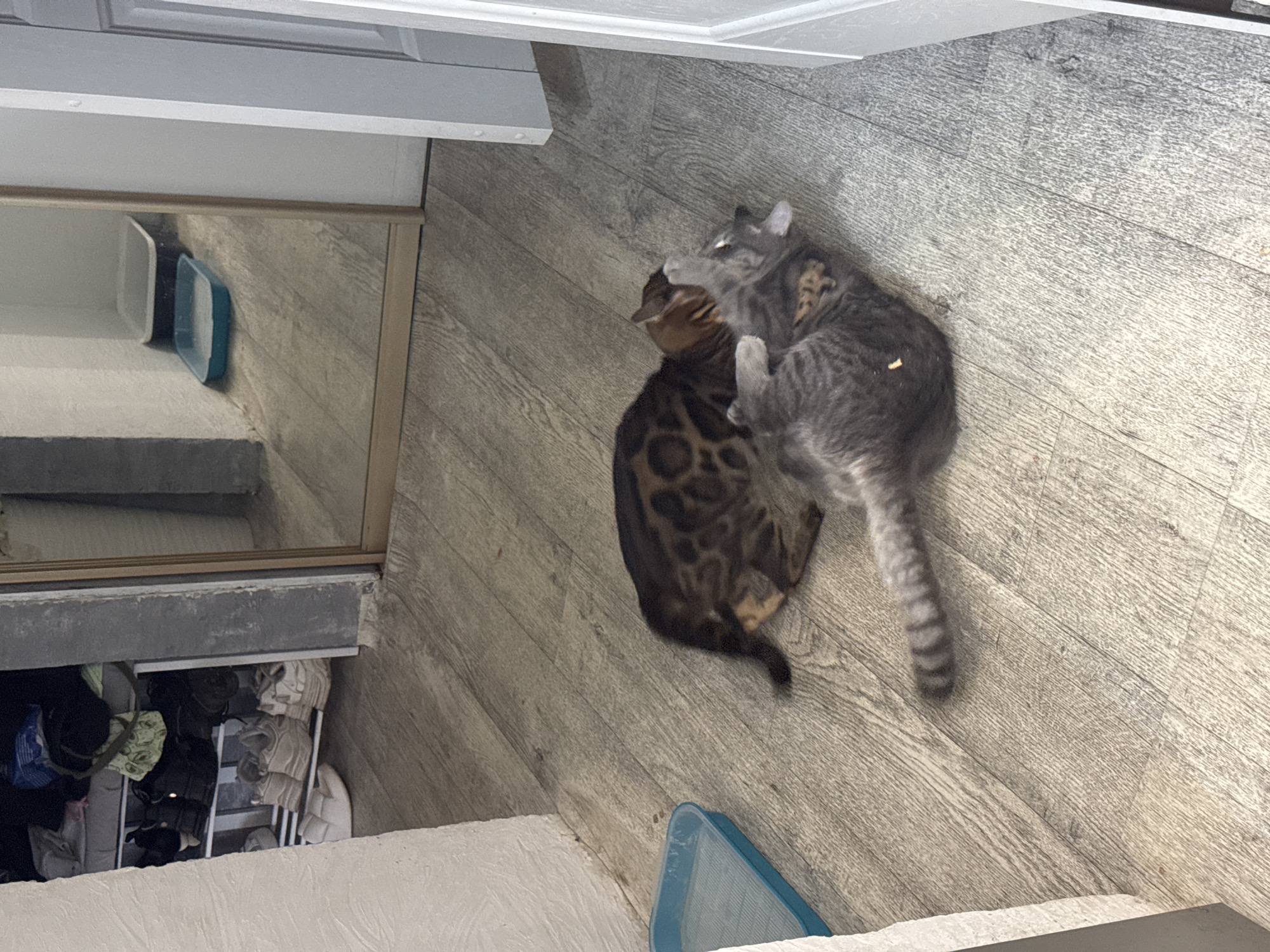Two cats are interacting on a wood-look floor, oriented at an angle in the image. One cat is a grey tabby, and the other is a Bengal with dark spots. The grey tabby cat appears to be on top of the Bengal cat, possibly grooming or play-fighting. A mirrored wall is visible in the upper-left, reflecting a set of shelves with shoes. A blue object is visible at the bottom of the image. The environment suggests an indoor space. Location: Unknown, Unknown.