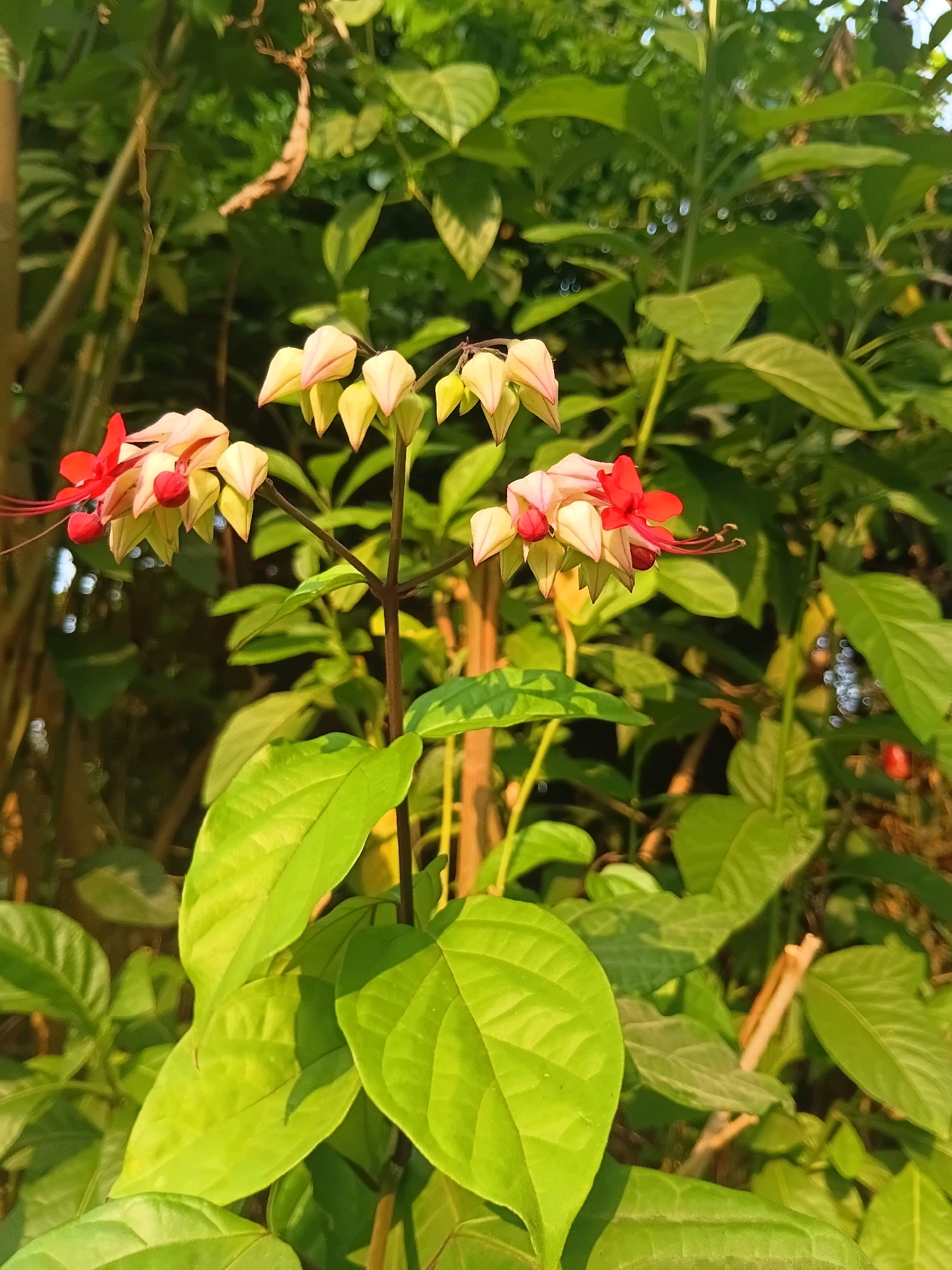 In Cikal, Indonesia, a close-up photograph captures a blooming Clerodendrum thomsoniae plant, commonly known as the bleeding heart vine. The foreground is dominated by lush, vibrant green leaves, some with subtle hints of yellowing. The plant's stem is dark and slender, supporting clusters of delicate flowers. Each flower features a white, balloon-shaped calyx with a pointed tip, from which a bright red corolla emerges, resembling a heart. The red petals are intricate, with long, slender stamens extending outwards. The background is a soft blur of green foliage and sunlight filtering through the leaves, suggesting an outdoor, possibly garden or natural setting. The lighting is warm, indicating it was taken during either early morning or late afternoon. No people or animals are visible in the frame.