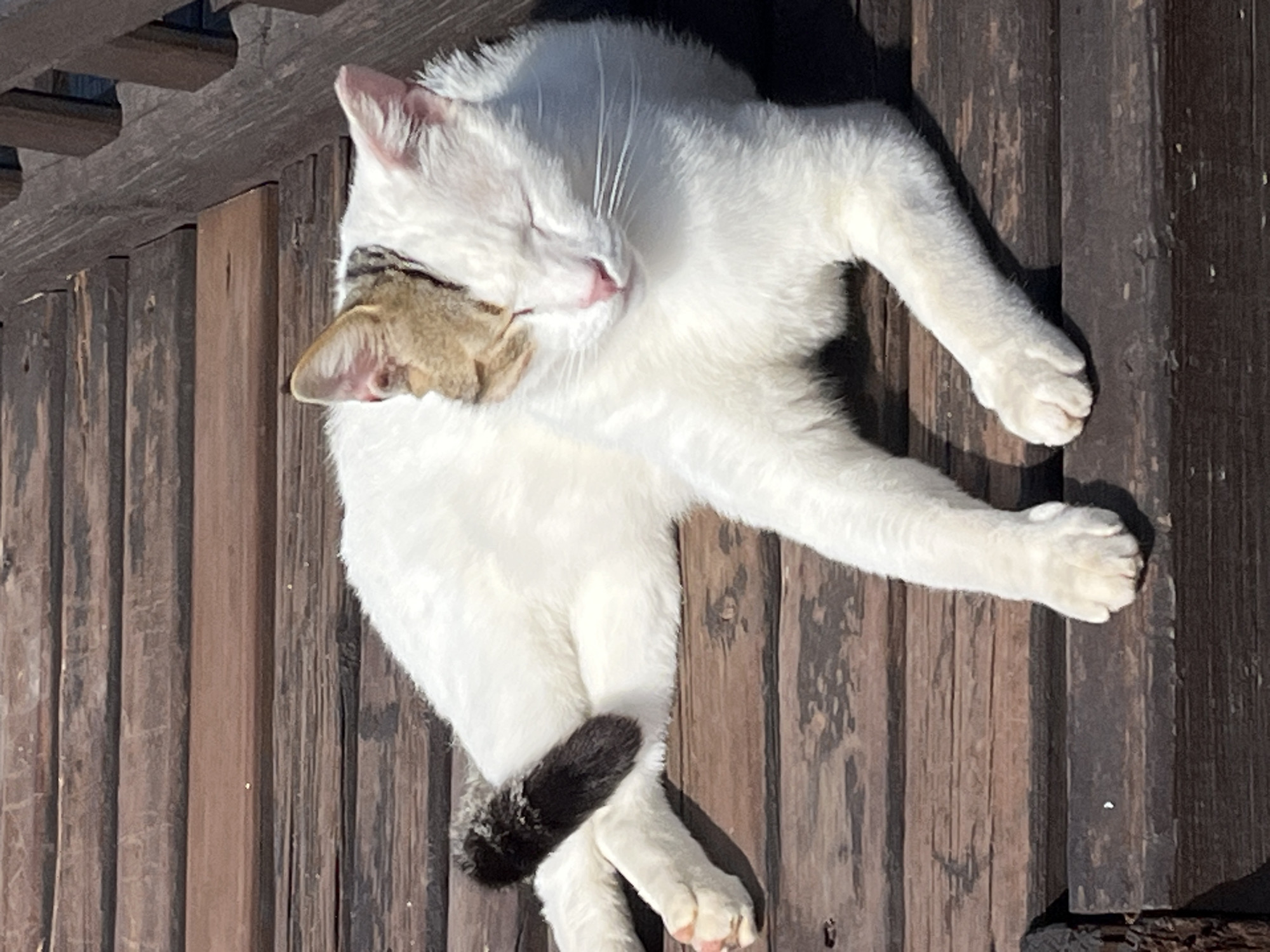 A white cat with tan and black markings is sleeping on a wooden deck. The deck is made of dark brown planks arranged vertically. The cat is lying on its side with its eyes closed. The cat's body is mostly white except for its ears, part of its face, and its tail, which are tan and black. The tail is crossed over its front legs. The cat's paws are pink. There is a wooden railing visible in the upper left corner of the image. The scene is illuminated by sunlight, and shadows are visible on the deck. This image could have been taken in the city of Alanya, Turkey.