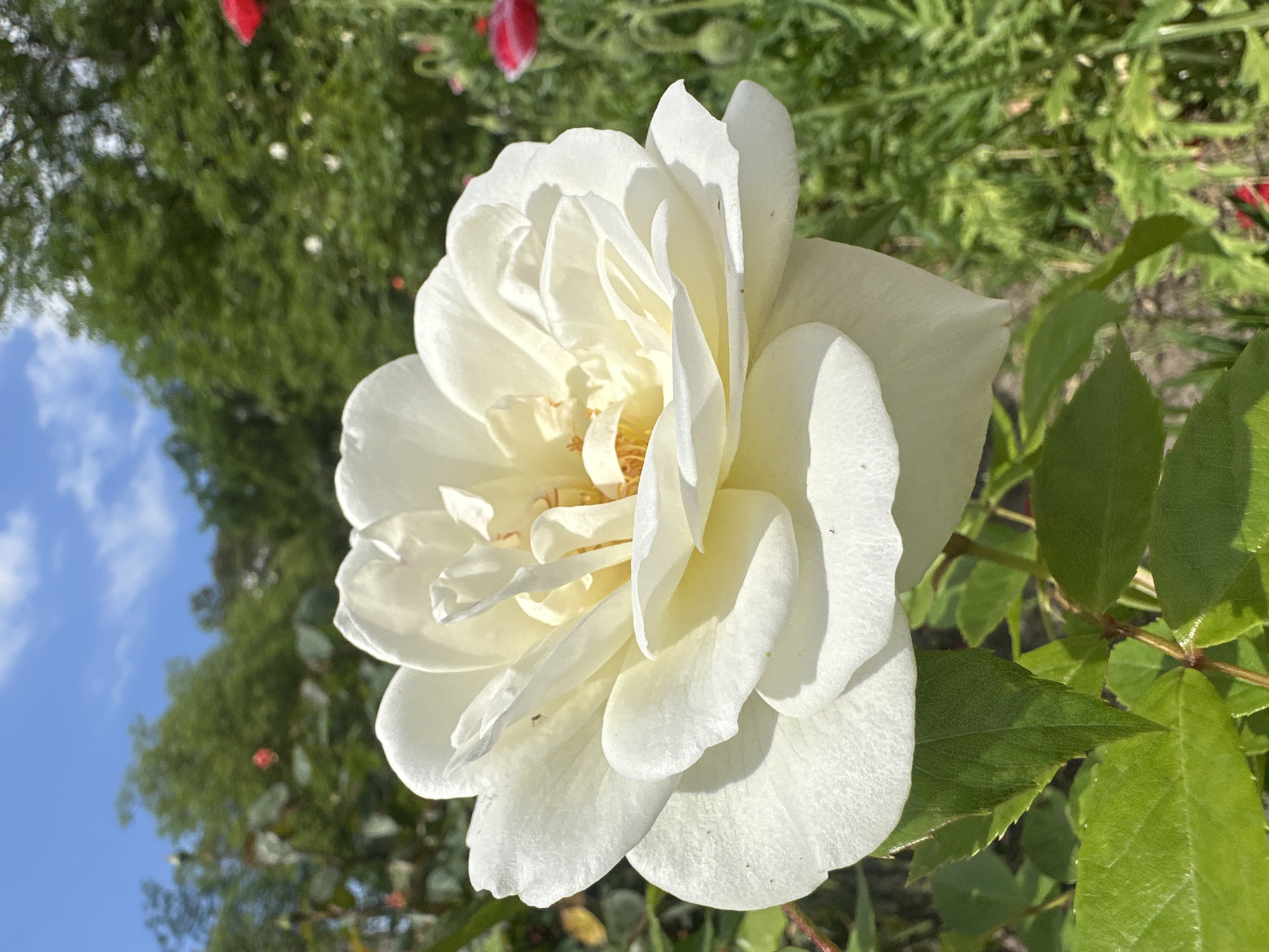 A close-up, eye-level, full-shot photograph captures a white rose in bloom against a blurred background of greenery and a blue sky. The rose, a creamy white with subtle yellow undertones in its center, is the primary subject, its delicate petals unfurling in soft folds. The flower is positioned slightly off-center to the right, with a stem and green leaves visible in the lower left quadrant. The background features lush green foliage, including trees and other plants, with hints of red flowers and buds. The sky above is a vibrant blue, dotted with white, fluffy clouds. The lighting suggests a sunny day, casting soft shadows on the rose petals and illuminating the surrounding garden. The image was taken outdoors in what appears to be a garden or park setting.