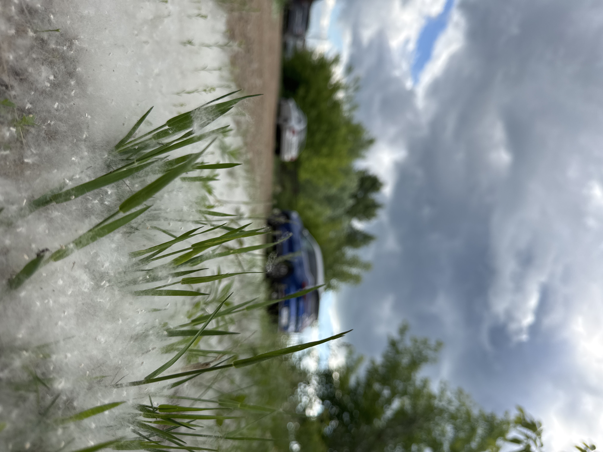 The image shows a low-angle view of grass covered in white fluff, likely poplar catkins, in an outdoor setting. In the background, several cars are parked on a dirt or gravel surface, with lush green trees and foliage beyond them. The sky is overcast with dramatic, dark clouds, suggesting an impending storm. The scene appears to be in a park or a natural area within the city of Chaikovsky, Russia, judging by the presence of parked vehicles and the type of vegetation common in the region during spring or early summer. There are no people visible in the image.