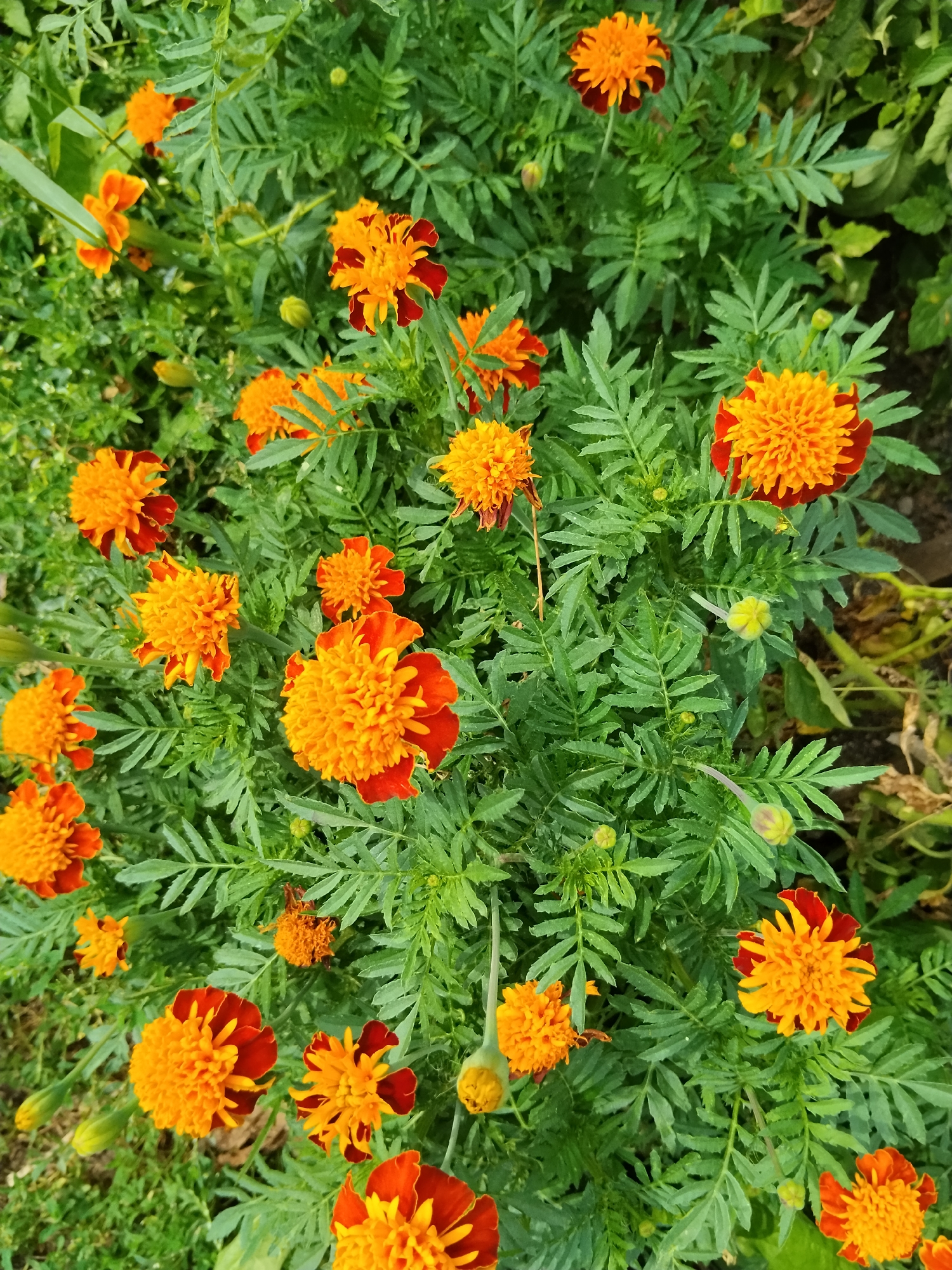 An overhead shot shows a dense cluster of blooming marigolds, with their vibrant orange and red petals filling the frame. The flowers are surrounded by lush, green foliage and some unopened buds. The image appears to have been taken outdoors, likely in a garden or park setting. There is no indication of the specific location within Kokshetau, Kazakhstan, as no landmarks or identifying features are present.