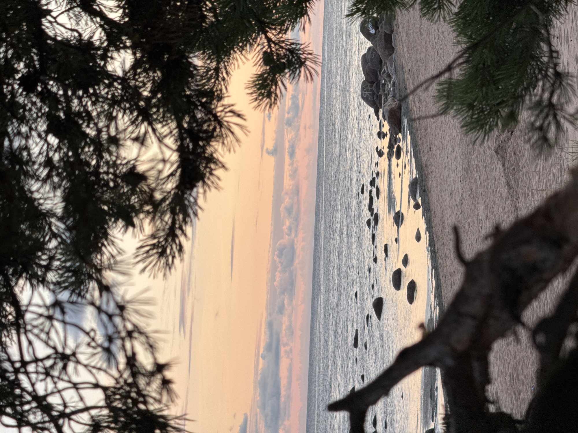 The image depicts a tranquil beach scene at dusk in Shepelevo, Russia. The foreground is dominated by the blurred silhouettes of pine branches and a fallen tree trunk, framing a view of the Baltic Sea. The sea is calm, with gentle waves lapping onto a sandy shore dotted with numerous smooth, grey stones. Some of these stones are partially submerged in the water. The sky above is a canvas of soft pastel colors, transitioning from a pale orange near the horizon to a lighter shade of pink and grey higher up. Wispy clouds are scattered across the sky, catching the last rays of the setting sun. The overall atmosphere is serene and peaceful, suggesting a moment of quiet contemplation by the coast.