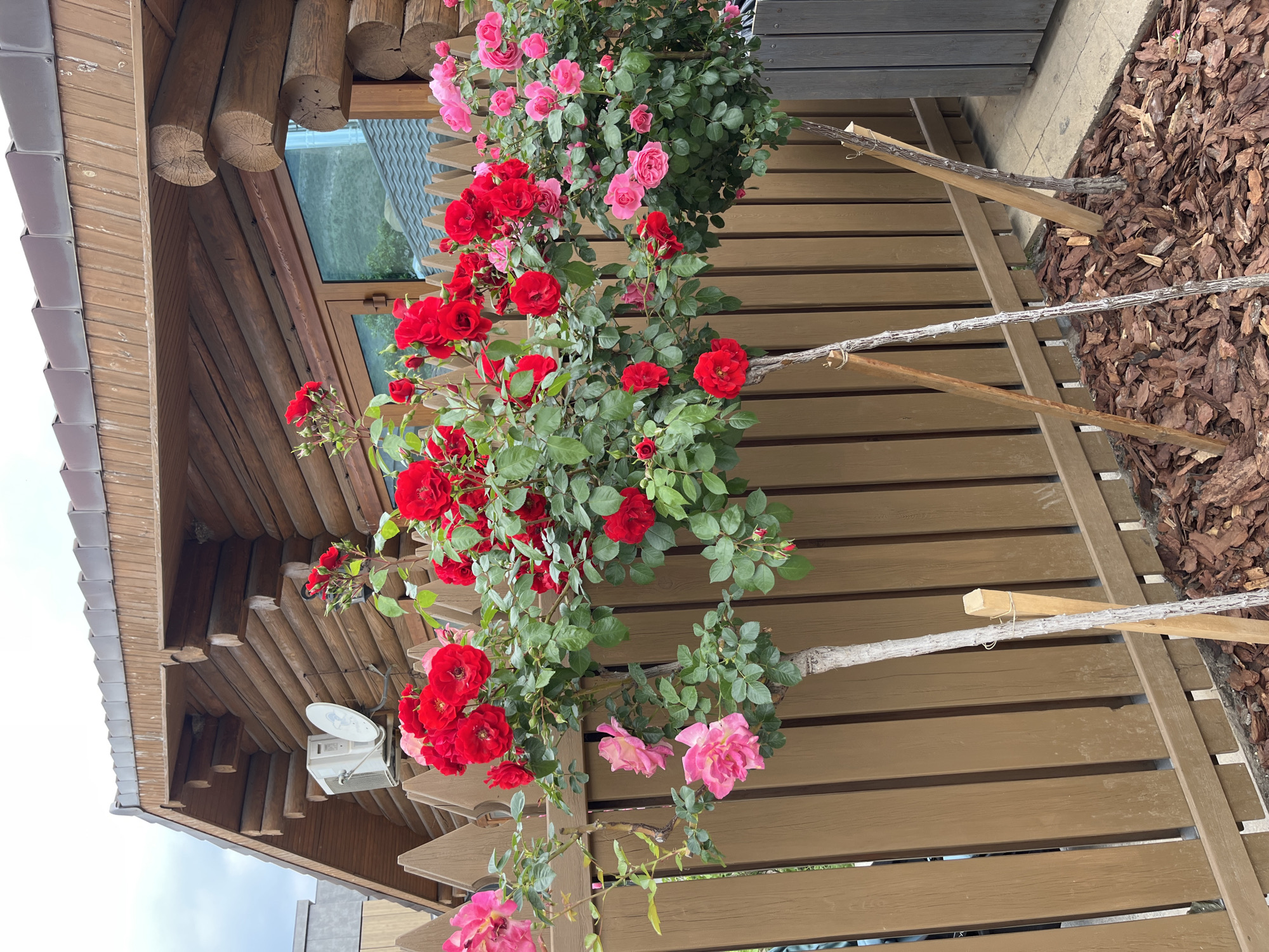 The image captures a section of a wooden building in Miatli, Russia, likely a home or commercial structure. The building's architecture features dark wooden logs with a window visible in the background. A satellite dish is mounted on the exterior wall beneath the eaves. A sprawling rose bush with vibrant red and pink blossoms dominates the view, obscuring a section of a wooden fence. The rose bush is supported by branches and wooden stakes. The ground surrounding the fence is covered with brown mulch. The overall impression is a close-up view of the intersection between the natural flora and the wooden architecture.