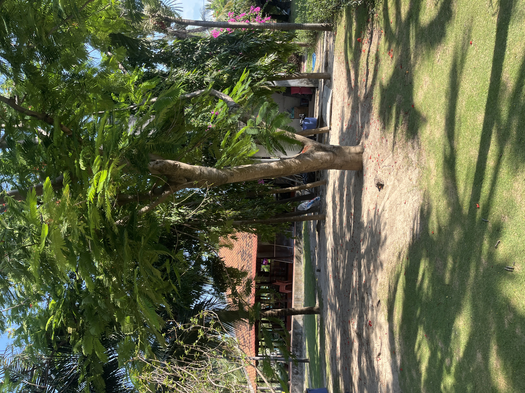 The image depicts a tropical outdoor scene, likely a resort or a restaurant area, in Dong Ninh Hoa Ward, Vietnam. The foreground is dominated by lush green grass, dappled with the shadows of trees. A dirt path with scattered red flower petals leads towards a building in the background. The building features a traditional red-tiled roof and is partially obscured by a variety of trees, including palm trees and a large tree with feathery green leaves in the center of the frame. The building appears to be an open-air structure with visible seating and some scattered items, suggesting it's a place for dining or relaxation. The overall impression is one of a sunny, tranquil, and well-maintained outdoor space. There are no people visible in the image.