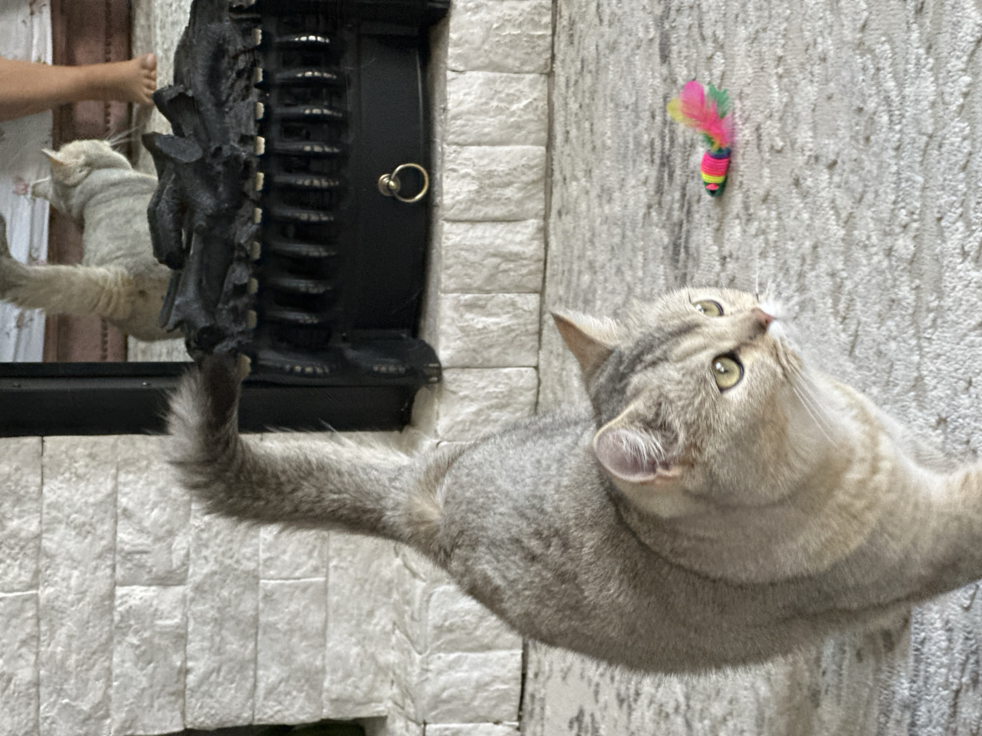 A medium shot captures a grey tabby cat standing on a rug in front of a fireplace. The cat is facing right, with its tail curved upwards. In the background, a second cat is visible, along with a person's foot. A colorful toy mouse lies on the rug to the right of the tabby cat. The fireplace features a black grate with decorative elements and a golden ring. The wall behind the fireplace is made of white brick.