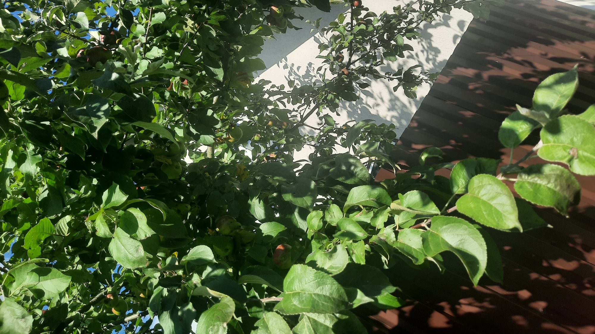The image displays a close-up view of an apple tree branch laden with green leaves and a few small, developing apples. The branch is positioned against a backdrop of a white wall and a dark brown fence. Sunlight casts dappled shadows of the leaves and branches onto the wall. The scene appears to be an outdoor environment, likely a garden or yard, in the city of Shklou, Belarus. There are no people or animals visible in the image.