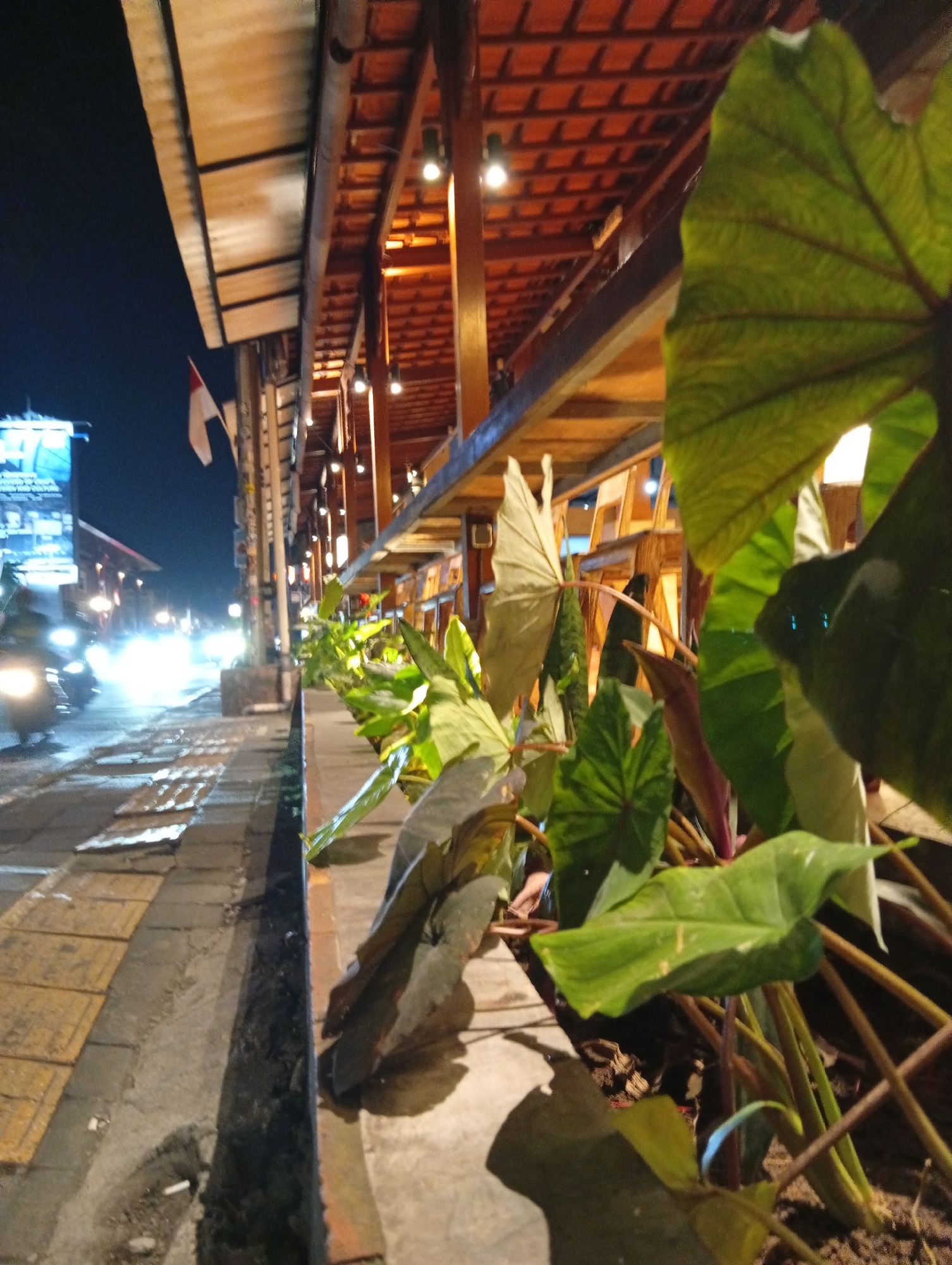 A nighttime, low-angle shot captures a street scene in Ubud, Indonesia. The foreground is dominated by large, lush green leaves of tropical plants, some of which are tinged with purple. Behind the foliage, a concrete planter box runs along the edge of a sidewalk. The sidewalk itself is made of textured yellow tiles and gray concrete, with a drainage ditch visible.
The street stretches into the background, illuminated by the headlights of approaching motorcycles and the warm glow of lights from buildings lining the road. An Indonesian flag, red and white, flutters from a pole attached to the side of a structure. The architecture features a wooden roof with visible beams and terracotta tiles, suggesting an outdoor dining area or shop. In the distance, a brightly lit sign is partially visible. The overall impression is a lively, tropical urban environment at night.