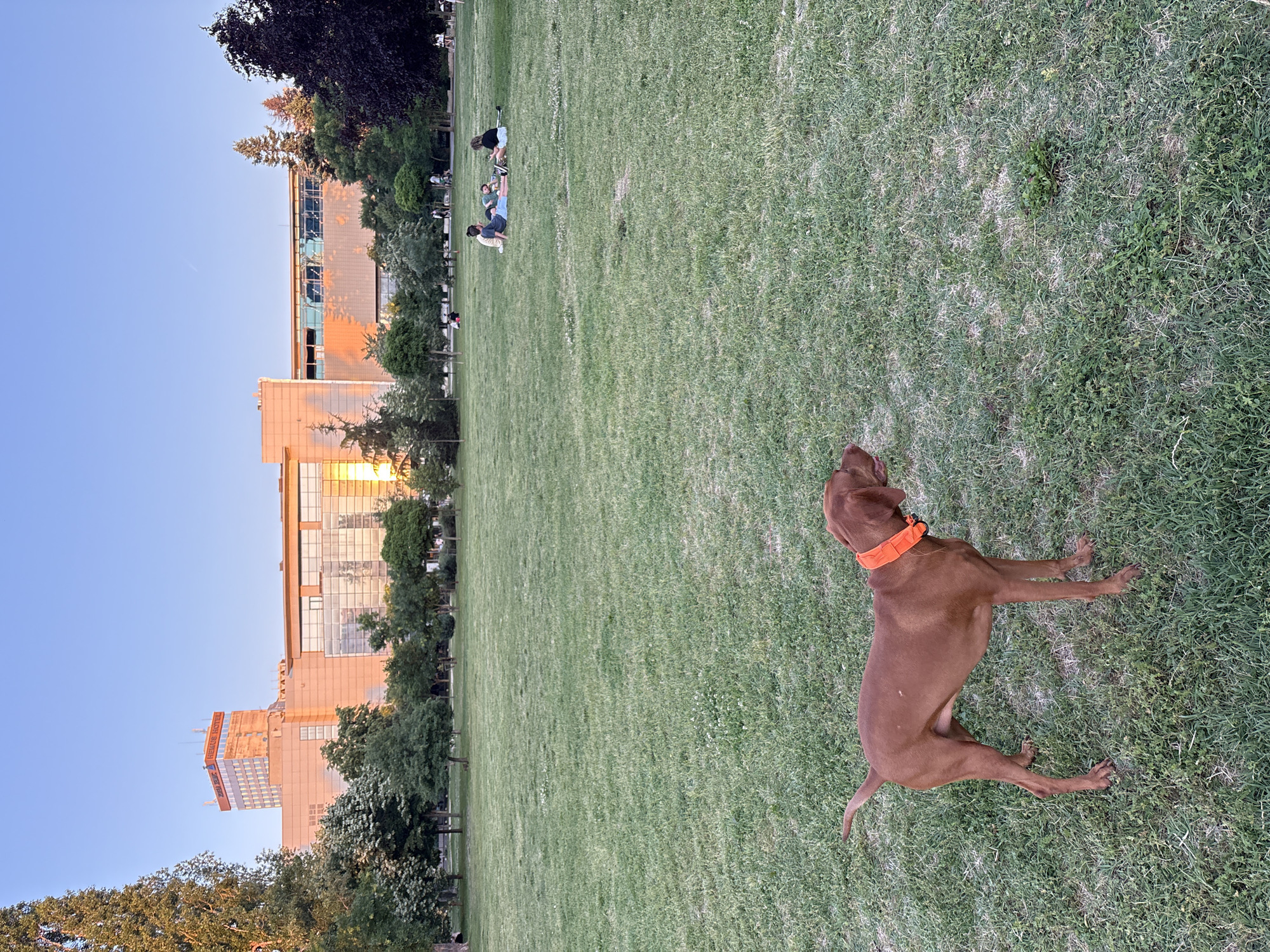 A Vizsla dog with an orange collar stands in a grassy park, facing right. In the background, a modern building complex with glass facades and a tall hotel tower is visible under a clear, light blue sky with a faint contrail. Several groups of people are scattered across the lawn, sitting and lying down. Trees border the park, with some dark foliage on the right side. The setting appears to be an urban park in Sofia, Bulgaria, possibly near the National Palace of Culture (NDK).