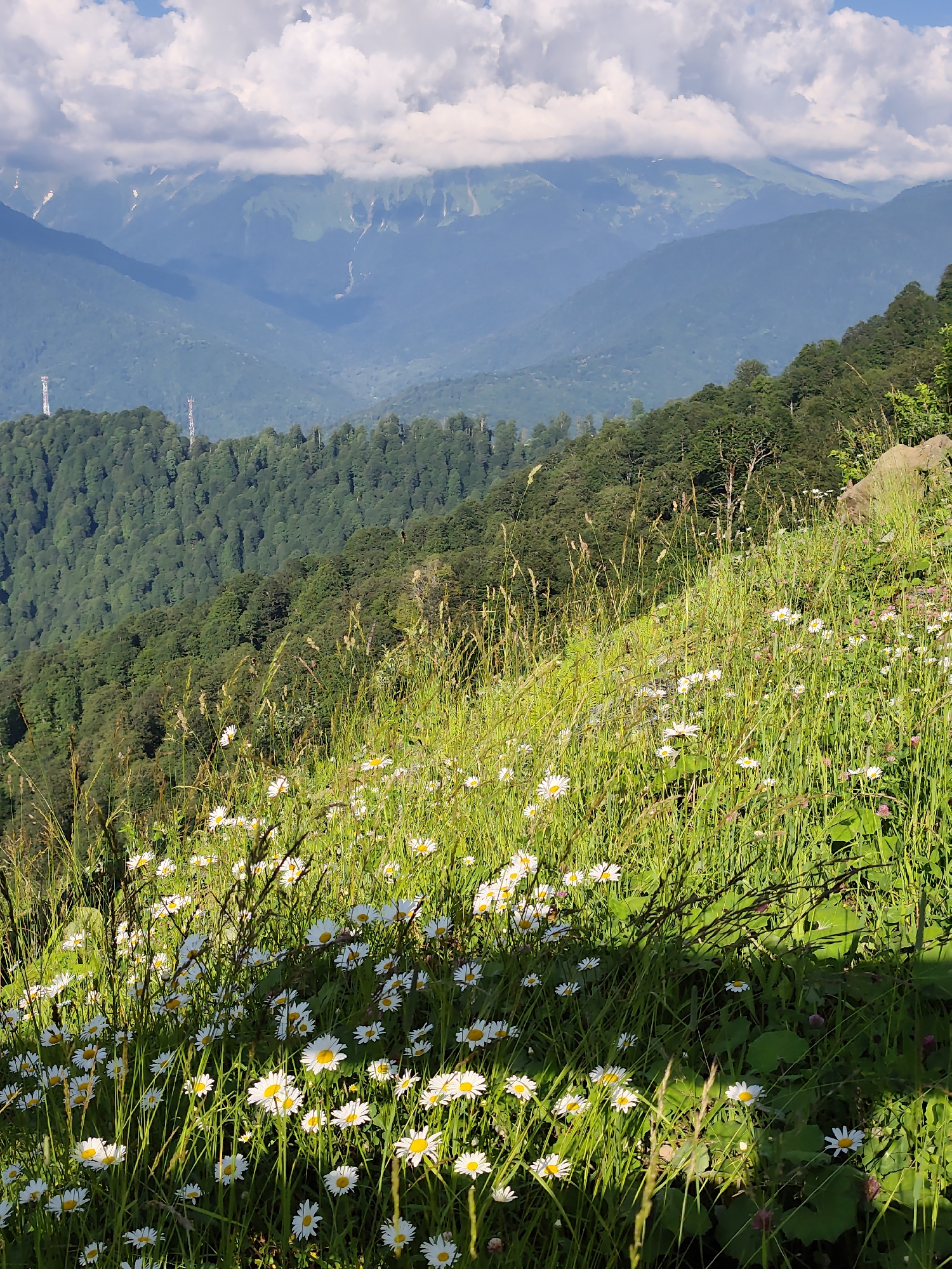 This image depicts a scenic view of the Caucasus Mountains in Estosadok, Russia. In the foreground, a lush meadow is covered in white daisies and tall green grass, bathed in sunlight. The middle ground reveals a dense forest covering the slopes of the mountains, with two telecommunication towers visible amongst the trees. The background showcases layers of misty blue mountains under a sky filled with white, fluffy clouds. The overall scene is one of natural beauty and serenity, characteristic of a mountain landscape during the warmer months.