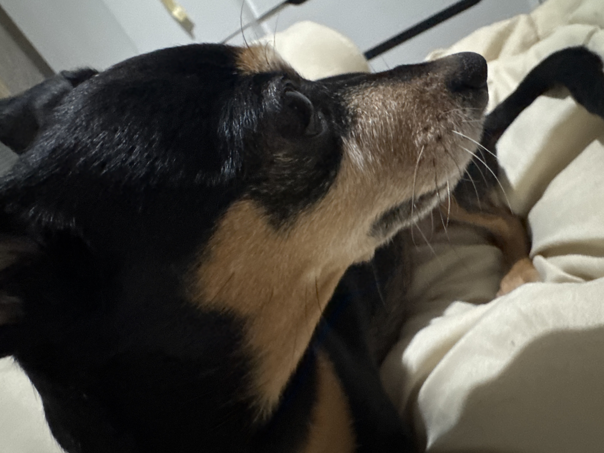 A close-up, side-profile view shows a black and tan dog resting indoors. The dog's head and back are covered in short, dark black fur, which transitions to a lighter tan or brown color on its cheeks, under its chin, and around its muzzle. The muzzle exhibits noticeable graying, indicating an older age. Its right eye is partially visible and appears to be looking slightly upwards, suggesting attentiveness or observation. Long, white whiskers extend from its snout. The dog is positioned on or next to a soft, cream-colored or off-white blanket or bedspread, which has visible folds and textures. Part of the dog's dark-colored tail or a hind leg is also visible resting on the blanket in the background. The lighting in the image is soft and gentle, casting subtle shadows and highlighting the dog's fur. There is no visible text. The scene conveys a sense of calm and quiet.